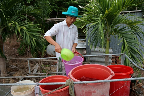 Hơn 8.000 hộ dân ở Cà Mau cần hỗ trợ nước sinh hoạt khẩn cấp. Ảnh: TTXVN