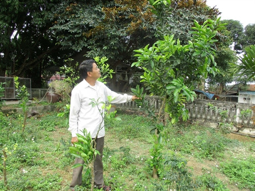 Vườn cam, bưởi đang phát triển trong trang trại của anh Nhân.