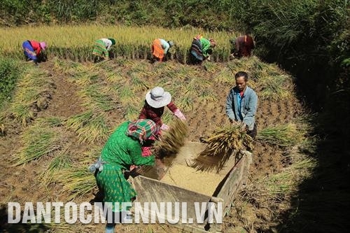 Người Mông ở xã Xín Cái, huyện Mèo Vạc thu hoạch lúa - loại cây trồng đem lại cuộc sống ổn định cho đồng bào nơi đây. Ảnh: An Thành Đạt
