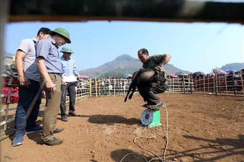 Công tác chuẩn bị nơi chọi dê được tiến hành từ sáng sớm. Ảnh: Phan Tuấn Anh - TTXVN Người dân mang dê đến thi đấu tại xã Xá Nhè. Tiêu chuẩn của dê chọi là dê đực từ 2 tuổi trở lên, ngoại hình cân đối, khỏe mạnh, sừng chắc khỏe, chân móng to, nhanh nhẹn, linh hoạt, không nhiễm các bệnh về gia súc. Ảnh: Phan Tuấn Anh - TTXVN Để cân trọng lượng dê, các chủ dê phải bế từng con lên cân. Ảnh: Phan Tuấn Anh - TTXVN Để kích thích các “đấu sĩ” dê thi đấu, trọng tài cầm sừng của các đối thủ cọ vào nhau. Ảnh: Phan Tuấn Anh - TTXVN Những "đấu sĩ" dê được buộc riêng trước khi thi đấu. Ảnh: Phan Tuấn Anh - TTXVN Tiêu chuẩn của dê chọi là dê đực từ 2 tuổi trở lên, ngoại hình cân đối, khỏe mạnh, sừng chắc khỏe, chân móng to, nhanh nhẹn, linh hoạt, không nhiễm các bệnh về gia súc. Ảnh: Phan Tuấn Anh - TTXVN Miếng đánh “hổ vồ” của dê số 13. Ảnh: Phan Tuấn Anh - TTXVN Một em bé được bố đưa đi xem chọi dê. Ảnh: Phan Tuấn Anh - TTXVN Công tác chuẩn bị nơi chọi dê được tiến hành từ sáng sớm. Ảnh: Phan Tuấn Anh - TTXVN Người dân mang dê đến thi đấu tại xã Xá Nhè. Tiêu chuẩn của dê chọi là dê đực từ 2 tuổi trở lên, ngoại hình cân đối, khỏe mạnh, sừng chắc khỏe, chân móng to, nhanh nhẹn, linh hoạt, không nhiễm các bệnh về gia súc. Ảnh: Phan Tuấn Anh - TTXVN Để cân trọng lượng dê, các chủ dê phải bế từng con lên cân. Ảnh: Phan Tuấn Anh - TTXVN Để kích thích các “đấu sĩ” dê thi đấu, trọng tài cầm sừng của các đối thủ cọ vào nhau. Ảnh: Phan Tuấn Anh - TTXVN Những "đấu sĩ" dê được buộc riêng trước khi thi đấu. Ảnh: Phan Tuấn Anh - TTXVN Tiêu chuẩn của dê chọi là dê đực từ 2 tuổi trở lên, ngoại hình cân đối, khỏe mạnh, sừng chắc khỏe, chân móng to, nhanh nhẹn, linh hoạt, không nhiễm các bệnh về gia súc. Ảnh: Phan Tuấn Anh - TTXVN Miếng đánh “hổ vồ” của dê số 13. Ảnh: Phan Tuấn Anh - TTXVN Một em bé được bố đưa đi xem chọi dê. Ảnh: Phan Tuấn Anh - TTXVN