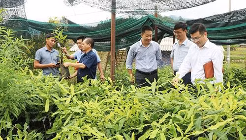 Bàn giao cây mắc-ca giống cho huyện Nậm Pồ. Ảnh: nhandan.com.vn