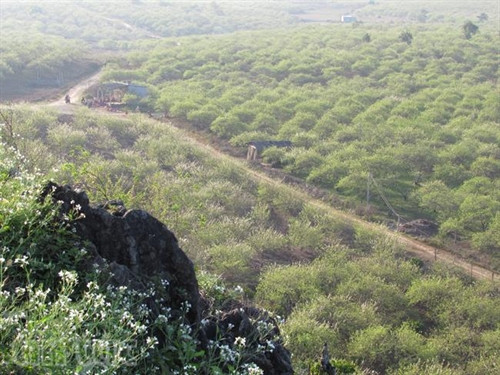 Xao xuyến sắc hoa Mộc Châu ảnh 3