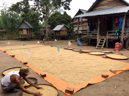 Người Bahnar ở Kông Chro năm nay được mùa lúa rẫy nên sẽ có lễ mừng lúa mới tưng bừng. Ảnh: Hoàng Ngọc