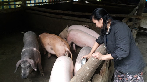 Đàn lợn của một thành viên HTX với hơn 100 con lợn. Đàn lợn của một thành viên HTX với hơn 100 con lợn.