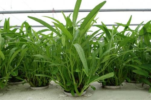 Trồng rau muống thủy canh của Hợp tác xã rau sạch Hoàng Gia do anh Trần Văn Hiển ở thôn Bùng khởi dựng. Ảnh :cungcau.vn Trồng rau muống thủy canh của Hợp tác xã rau sạch Hoàng Gia do anh Trần Văn Hiển ở thôn Bùng khởi dựng. Ảnh :cungcau.vn