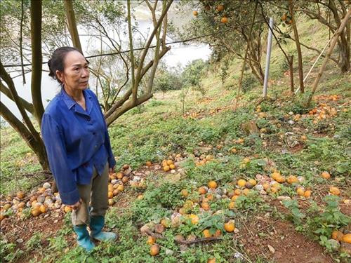 Bà Nguyễn Thị Phượng tại thôn Kim Thượng, xã Tiên Kiều, huyện Bắc Quang (Hà Giang) mấy ngày nay dốc sức thu dọn cam rụng. Ảnh: Nguyễn Chiến-TTXVN Bà Nguyễn Thị Phượng tại thôn Kim Thượng, xã Tiên Kiều, huyện Bắc Quang (Hà Giang) mấy ngày nay dốc sức thu dọn cam rụng. Ảnh: Nguyễn Chiến-TTXVN