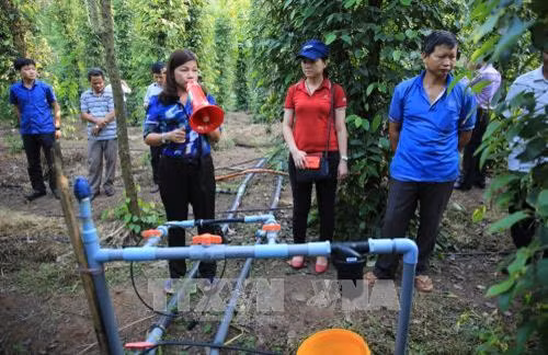 Các đại biểu tham quan mô hình tưới nhỏ giọt cho cây hồ tiêu của hộ anh Lê Văn Duẫn ở xã Tân Lập, huyện Đồng Phú. Ảnh: Đậu Tất Thành - TTXVN.