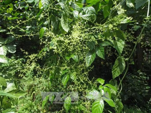 Cây dược liệu quý Giảo cổ lam được trồng tại xã Thành Lâm, huyện Bá Thước, Thanh Hóa. Ảnh: Nguyễn Nam-TTXVN