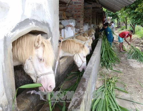 Hợp tác xã chăn nuôi động vật bản địa xã Tân Tranh, huyện Phú Lương, được thành lập năm 2015, tống vốn đầu tư hơn 10 tỷ đồng, nuôi các loại động vật cung cấp cho thị trường cả nước. Ảnh: Vũ Sinh - TTXVN Hợp tác xã chăn nuôi động vật bản địa xã Tân Tranh, huyện Phú Lương, được thành lập năm 2015, tống vốn đầu tư hơn 10 tỷ đồng, nuôi các loại động vật cung cấp cho thị trường cả nước. Ảnh: Vũ Sinh - TTXVN