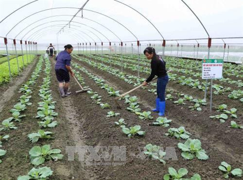 Sản xuất rau an toàn tại hộ chị Đoàn Thị Luyến, xã viên Hợp tác xã sản xuất rau an toàn thị trấn Hùng Sơn, huyện Đại Từ. Ảnh: Vũ Sinh - TTXVN Sản xuất rau an toàn tại hộ chị Đoàn Thị Luyến, xã viên Hợp tác xã sản xuất rau an toàn thị trấn Hùng Sơn, huyện Đại Từ. Ảnh: Vũ Sinh - TTXVN