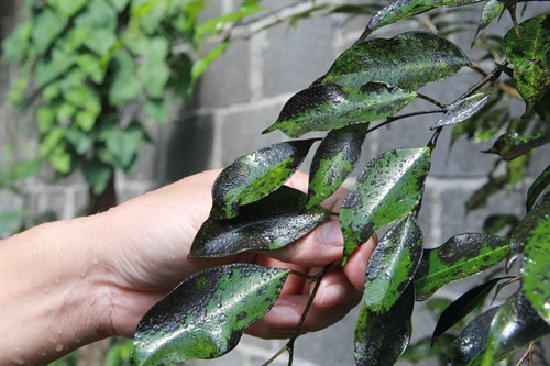 Cây trong vườn các hộ dân thôn Quỳnh Ngọc sau khi được tưới nước, xuất hiện váng dầu trên lá. Cây trong vườn các hộ dân thôn Quỳnh Ngọc sau khi được tưới nước, xuất hiện váng dầu trên lá.