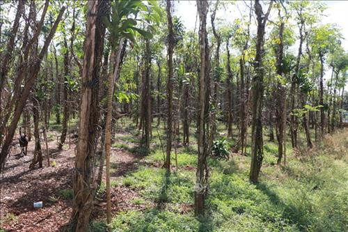 Tiêu chết hàng loạt khiến người dân điêu đứng ở Bình Phước. Ảnh: K GỬIH -TTXVN