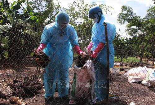 Cán bộ thú y tỉnh Đắk Lắk thu gom tiêu hủy đàn vịt nhiễm cúm A/H5N6. Ảnh: Phạm Cường-TTXVN Cán bộ thú y tỉnh Đắk Lắk thu gom tiêu hủy đàn vịt nhiễm cúm A/H5N6. Ảnh: Phạm Cường-TTXVN