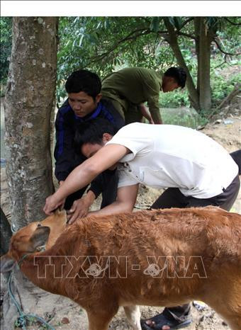 Thực hiện tra thuốc đặc trị trên gia súc bị lở loét kẽ miệng để điều trị bệnh. Ảnh: Trịnh Bang Nhiệm - TTXVN Thực hiện tra thuốc đặc trị trên gia súc bị lở loét kẽ miệng để điều trị bệnh. Ảnh: Trịnh Bang Nhiệm - TTXVN