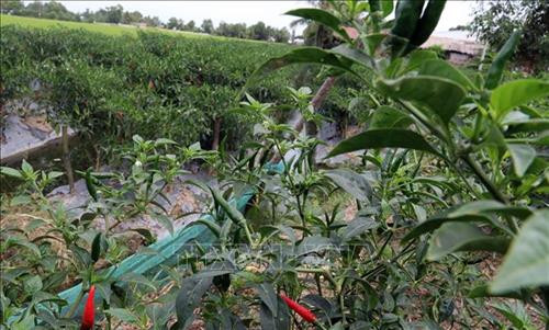 Nông dân xã Bình Minh, huyện Vĩnh Thuận trồng ớt cho thu nhập cao. Ảnh: Lê Sen - TTXVN Nông dân xã Bình Minh, huyện Vĩnh Thuận trồng ớt cho thu nhập cao. Ảnh: Lê Sen - TTXVN
