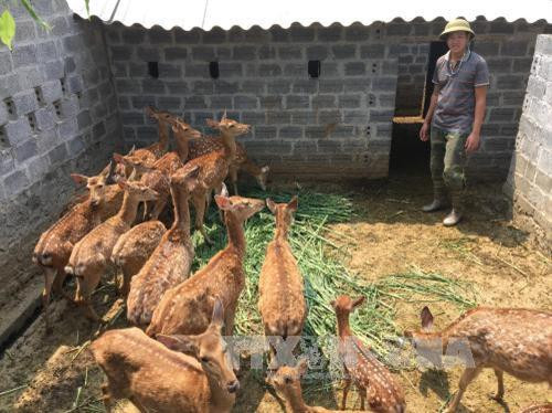 Những năm gần đây, phong trào nuôi hươu tại xã Cúc Phương, Nho Quan phát triển khá mạnh. Người dân xây dựng nhiều trang trại nuôi với khoảng 500 con nhằm thu hoạch lộc hươu, có thể thu về khoảng 5-6 tỷ đồng/năm. Trong ảnh: Đàn hươu của một hộ dân trong xã. Ảnh: Ninh Đức Phương - TTXVN Những năm gần đây, phong trào nuôi hươu tại xã Cúc Phương, Nho Quan phát triển khá mạnh. Người dân xây dựng nhiều trang trại nuôi với khoảng 500 con nhằm thu hoạch lộc hươu, có thể thu về khoảng 5-6 tỷ đồng/năm. Trong ảnh: Đàn hươu của một hộ dân trong xã. Ảnh: Ninh Đức Phương - TTXVN