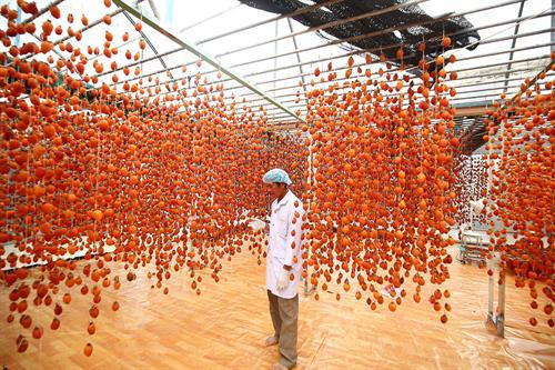 Khoảng cách giữa các dây treo hồng được cách nhau khoảng 25cm để bảo đảm tỷ lệ hồng treo không quá dầy khiến gió cũng như ánh nắng chiếu không vào được. Thung lũng Vàng, Khe Sanh, khu vực ngoại ô như Trại Mát, Cầu Đất, Đà Lạt tập trung đông với khoảng 300 cơ sở hồng treo gió. Đây còn được mệnh danh là thủ phủ của hồng với hàng trăm quả đồi bạt ngàn những vườn trồng hồng. Những cây hồng được trồng ở đây hầu hết là hồng giòn. Mùa hồng Đà Lạt bắt đầu từ giữa tháng 9 cho đến những mùa đông giá lạnh vào cuối tháng 11 đầu tháng 12. Vào thời điểm này thì các cây hồng đã trụi hẳn lá chỉ còn lại những quả hồng thắm đỏ trên cành cây. Trước đây, hồng giòn chỉ được người nông dân thu hoạch theo mùa vụ và bán cho các thương lái. Tuy nhiên từ năm 2012, những nông dân sản xuất hồng gió từ Nhật Bản và các chuyên gia nông nghiệp của Cơ quan hợp tác quốc tế Nhật Bản (JICA) tại Việt Nam đã đến Đà Lạt hướng dẫn cho hơn 100 hộ nông dân phương pháp chế biến hồng chỉ dùng nắng và gió tự nhiên. Hồng sau khi thu hoạch về, được người nông dân rửa sạch và phân loại. Những quả nào rụng cuống, bị dập trên đường vận chuyển sẽ được loại bỏ, sau đó tiếp tục được rửa nhiều lần bằng nước sạch. Gọt vỏ hồng cũng cần một kỹ thuật nhất định làm sao cho vỏ mỏng nhất và ko bị rụng cuống. Tiếp theo, hồng được vệ sinh sạch một lần nữa rồi đưa lên khay chuyển vào lò sấy khoảng hai đến ba giờ. Ông Trần Bình, chủ cơ sở hồng treo gió Hoàng Bình, cho biết: “Để làm ra những trái hồng sấy chuẩn vị chúng tôi phải bỏ ra 20 – 30 ngày, tùy thuộc vào thời tiết, nhiệt độ và độ ẩm. Chỉ cần thời tiết không ủng hộ, trời mà cứ mưa một tuần không có nắng thì coi như mất trắng cả vụ”. Hồng treo sau khi sấy qua, sẽ được treo lên bằng một sợi dây buộc vào cuống. Những quả hồng sẽ được treo cách nhau khoảng 25cm. Khoảng cách giữa các dây cũng được cách nhau khoảng 25cm để bảo đảm tỷ lệ hồng treo không quá dầy khiến gió cũng như ánh nắng chiếu không vào được. Sau khi một mẻ hồng được treo lên, người nông dân sẽ buộc một tờ lịch đánh dấu số ngày của mẻ hồng đó. Những quả hồng gió sau khoảng 15 ngày sẽ teo nhỏ lại. Ông Bình cũng chia sẻ thêm: “Làm hồng treo gió thu nhập có cao hơn thật nhưng kỳ công lắm. Phải bảo đảm các yếu tố vệ sinh, nhà lồng không để cho côn trùng bay vào. Người nông dân muốn vào nhà lồng đều phải qua một quá trình tẩy trùng trên người mới được vào thăm”. Để quả hồng ngon và ngọt hơn. Người nông dân còn phải “mát xa” nhẹ đề tay cho những quả hồng. Ông Bình cho biết: "Trong khi hồng sấy truyền thống có giá khoảng 200.000 - 250.000 đồng/kg thì hồng sấy treo theo công nghệ Nhật Bản được bán từ 400.000 - 420.000 đồng/kg nhưng không có đủ hàng để cung cấp cho thị trường do thời điểm gần Tết nhu cầu tiêu thụ lớn". Chính vì giá trị của hồng sấy theo công nghệ Nhật Bản tăng cao so với cách làm truyền thống nên ngày càng có nhiều cơ sở sản xuất ra đời. Đặc biệt, đã có hợp tác xã hồng sấy gió tại thôn Đất Làng (xã Xuân Thọ, TP Đà Lạt) được nhiều du khách biết đến và đánh giá cao về chất lượng. Cùng với việc phát triển ngành kinh tế nông nghiệp sạch, áp dụng công nghệ vào nông nghiệp, người nông dân thôn Đất Làng bắt đầu hướng tới phát triển theo hướng mô hình du lịch trải nghiệm tại các vườn hồng treo gió. Khoảng cách giữa các dây treo hồng được cách nhau khoảng 25cm để bảo đảm tỷ lệ hồng treo không quá dầy khiến gió cũng như ánh nắng chiếu không vào được. Thung lũng Vàng, Khe Sanh, khu vực ngoại ô như Trại Mát, Cầu Đất, Đà Lạt tập trung đông với khoảng 300 cơ sở hồng treo gió. Đây còn được mệnh danh là thủ phủ của hồng với hàng trăm quả đồi bạt ngàn những vườn trồng hồng. Những cây hồng được trồng ở đây hầu hết là hồng giòn. Mùa hồng Đà Lạt bắt đầu từ giữa tháng 9 cho đến những mùa đông giá lạnh vào cuối tháng 11 đầu tháng 12. Vào thời điểm này thì các cây hồng đã trụi hẳn lá chỉ còn lại những quả hồng thắm đỏ trên cành cây. Trước đây, hồng giòn chỉ được người nông dân thu hoạch theo mùa vụ và bán cho các thương lái. Tuy nhiên từ năm 2012, những nông dân sản xuất hồng gió từ Nhật Bản và các chuyên gia nông nghiệp của Cơ quan hợp tác quốc tế Nhật Bản (JICA) tại Việt Nam đã đến Đà Lạt hướng dẫn cho hơn 100 hộ nông dân phương pháp chế biến hồng chỉ dùng nắng và gió tự nhiên. Hồng sau khi thu hoạch về, được người nông dân rửa sạch và phân loại. Những quả nào rụng cuống, bị dập trên đường vận chuyển sẽ được loại bỏ, sau đó tiếp tục được rửa nhiều lần bằng nước sạch. Gọt vỏ hồng cũng cần một kỹ thuật nhất định làm sao cho vỏ mỏng nhất và ko bị rụng cuống. Tiếp theo, hồng được vệ sinh sạch một lần nữa rồi đưa lên khay chuyển vào lò sấy khoảng hai đến ba giờ. Ông Trần Bình, chủ cơ sở hồng treo gió Hoàng Bình, cho biết: “Để làm ra những trái hồng sấy chuẩn vị chúng tôi phải bỏ ra 20 – 30 ngày, tùy thuộc vào thời tiết, nhiệt độ và độ ẩm. Chỉ cần thời tiết không ủng hộ, trời mà cứ mưa một tuần không có nắng thì coi như mất trắng cả vụ”. Hồng treo sau khi sấy qua, sẽ được treo lên bằng một sợi dây buộc vào cuống. Những quả hồng sẽ được treo cách nhau khoảng 25cm. Khoảng cách giữa các dây cũng được cách nhau khoảng 25cm để bảo đảm tỷ lệ hồng treo không quá dầy khiến gió cũng như ánh nắng chiếu không vào được. Sau khi một mẻ hồng được treo lên, người nông dân sẽ buộc một tờ lịch đánh dấu số ngày của mẻ hồng đó. Những quả hồng gió sau khoảng 15 ngày sẽ teo nhỏ lại. Ông Bình cũng chia sẻ thêm: “Làm hồng treo gió thu nhập có cao hơn thật nhưng kỳ công lắm. Phải bảo đảm các yếu tố vệ sinh, nhà lồng không để cho côn trùng bay vào. Người nông dân muốn vào nhà lồng đều phải qua một quá trình tẩy trùng trên người mới được vào thăm”. Để quả hồng ngon và ngọt hơn. Người nông dân còn phải “mát xa” nhẹ đề tay cho những quả hồng. Ông Bình cho biết: "Trong khi hồng sấy truyền thống có giá khoảng 200.000 - 250.000 đồng/kg thì hồng sấy treo theo công nghệ Nhật Bản được bán từ 400.000 - 420.000 đồng/kg nhưng không có đủ hàng để cung cấp cho thị trường do thời điểm gần Tết nhu cầu tiêu thụ lớn". Chính vì giá trị của hồng sấy theo công nghệ Nhật Bản tăng cao so với cách làm truyền thống nên ngày càng có nhiều cơ sở sản xuất ra đời. Đặc biệt, đã có hợp tác xã hồng sấy gió tại thôn Đất Làng (xã Xuân Thọ, TP Đà Lạt) được nhiều du khách biết đến và đánh giá cao về chất lượng. Cùng với việc phát triển ngành kinh tế nông nghiệp sạch, áp dụng công nghệ vào nông nghiệp, người nông dân thôn Đất Làng bắt đầu hướng tới phát triển theo hướng mô hình du lịch trải nghiệm tại các vườn hồng treo gió.