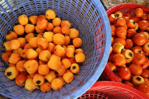 Khoảng cách giữa các dây treo hồng được cách nhau khoảng 25cm để bảo đảm tỷ lệ hồng treo không quá dầy khiến gió cũng như ánh nắng chiếu không vào được. Thung lũng Vàng, Khe Sanh, khu vực ngoại ô như Trại Mát, Cầu Đất, Đà Lạt tập trung đông với khoảng 300 cơ sở hồng treo gió. Đây còn được mệnh danh là thủ phủ của hồng với hàng trăm quả đồi bạt ngàn những vườn trồng hồng. Những cây hồng được trồng ở đây hầu hết là hồng giòn. Mùa hồng Đà Lạt bắt đầu từ giữa tháng 9 cho đến những mùa đông giá lạnh vào cuối tháng 11 đầu tháng 12. Vào thời điểm này thì các cây hồng đã trụi hẳn lá chỉ còn lại những quả hồng thắm đỏ trên cành cây. Trước đây, hồng giòn chỉ được người nông dân thu hoạch theo mùa vụ và bán cho các thương lái. Tuy nhiên từ năm 2012, những nông dân sản xuất hồng gió từ Nhật Bản và các chuyên gia nông nghiệp của Cơ quan hợp tác quốc tế Nhật Bản (JICA) tại Việt Nam đã đến Đà Lạt hướng dẫn cho hơn 100 hộ nông dân phương pháp chế biến hồng chỉ dùng nắng và gió tự nhiên. Hồng sau khi thu hoạch về, được người nông dân rửa sạch và phân loại. Những quả nào rụng cuống, bị dập trên đường vận chuyển sẽ được loại bỏ, sau đó tiếp tục được rửa nhiều lần bằng nước sạch. Gọt vỏ hồng cũng cần một kỹ thuật nhất định làm sao cho vỏ mỏng nhất và ko bị rụng cuống. Tiếp theo, hồng được vệ sinh sạch một lần nữa rồi đưa lên khay chuyển vào lò sấy khoảng hai đến ba giờ. Ông Trần Bình, chủ cơ sở hồng treo gió Hoàng Bình, cho biết: “Để làm ra những trái hồng sấy chuẩn vị chúng tôi phải bỏ ra 20 – 30 ngày, tùy thuộc vào thời tiết, nhiệt độ và độ ẩm. Chỉ cần thời tiết không ủng hộ, trời mà cứ mưa một tuần không có nắng thì coi như mất trắng cả vụ”. Hồng treo sau khi sấy qua, sẽ được treo lên bằng một sợi dây buộc vào cuống. Những quả hồng sẽ được treo cách nhau khoảng 25cm. Khoảng cách giữa các dây cũng được cách nhau khoảng 25cm để bảo đảm tỷ lệ hồng treo không quá dầy khiến gió cũng như ánh nắng chiếu không vào được. Sau khi một mẻ hồng được treo lên, người nông dân sẽ buộc một tờ lịch đánh dấu số ngày của mẻ hồng đó. Những quả hồng gió sau khoảng 15 ngày sẽ teo nhỏ lại. Ông Bình cũng chia sẻ thêm: “Làm hồng treo gió thu nhập có cao hơn thật nhưng kỳ công lắm. Phải bảo đảm các yếu tố vệ sinh, nhà lồng không để cho côn trùng bay vào. Người nông dân muốn vào nhà lồng đều phải qua một quá trình tẩy trùng trên người mới được vào thăm”. Để quả hồng ngon và ngọt hơn. Người nông dân còn phải “mát xa” nhẹ đề tay cho những quả hồng. Ông Bình cho biết: "Trong khi hồng sấy truyền thống có giá khoảng 200.000 - 250.000 đồng/kg thì hồng sấy treo theo công nghệ Nhật Bản được bán từ 400.000 - 420.000 đồng/kg nhưng không có đủ hàng để cung cấp cho thị trường do thời điểm gần Tết nhu cầu tiêu thụ lớn". Chính vì giá trị của hồng sấy theo công nghệ Nhật Bản tăng cao so với cách làm truyền thống nên ngày càng có nhiều cơ sở sản xuất ra đời. Đặc biệt, đã có hợp tác xã hồng sấy gió tại thôn Đất Làng (xã Xuân Thọ, TP Đà Lạt) được nhiều du khách biết đến và đánh giá cao về chất lượng. Cùng với việc phát triển ngành kinh tế nông nghiệp sạch, áp dụng công nghệ vào nông nghiệp, người nông dân thôn Đất Làng bắt đầu hướng tới phát triển theo hướng mô hình du lịch trải nghiệm tại các vườn hồng treo gió. Khoảng cách giữa các dây treo hồng được cách nhau khoảng 25cm để bảo đảm tỷ lệ hồng treo không quá dầy khiến gió cũng như ánh nắng chiếu không vào được. Thung lũng Vàng, Khe Sanh, khu vực ngoại ô như Trại Mát, Cầu Đất, Đà Lạt tập trung đông với khoảng 300 cơ sở hồng treo gió. Đây còn được mệnh danh là thủ phủ của hồng với hàng trăm quả đồi bạt ngàn những vườn trồng hồng. Những cây hồng được trồng ở đây hầu hết là hồng giòn. Mùa hồng Đà Lạt bắt đầu từ giữa tháng 9 cho đến những mùa đông giá lạnh vào cuối tháng 11 đầu tháng 12. Vào thời điểm này thì các cây hồng đã trụi hẳn lá chỉ còn lại những quả hồng thắm đỏ trên cành cây. Trước đây, hồng giòn chỉ được người nông dân thu hoạch theo mùa vụ và bán cho các thương lái. Tuy nhiên từ năm 2012, những nông dân sản xuất hồng gió từ Nhật Bản và các chuyên gia nông nghiệp của Cơ quan hợp tác quốc tế Nhật Bản (JICA) tại Việt Nam đã đến Đà Lạt hướng dẫn cho hơn 100 hộ nông dân phương pháp chế biến hồng chỉ dùng nắng và gió tự nhiên. Hồng sau khi thu hoạch về, được người nông dân rửa sạch và phân loại. Những quả nào rụng cuống, bị dập trên đường vận chuyển sẽ được loại bỏ, sau đó tiếp tục được rửa nhiều lần bằng nước sạch. Gọt vỏ hồng cũng cần một kỹ thuật nhất định làm sao cho vỏ mỏng nhất và ko bị rụng cuống. Tiếp theo, hồng được vệ sinh sạch một lần nữa rồi đưa lên khay chuyển vào lò sấy khoảng hai đến ba giờ. Ông Trần Bình, chủ cơ sở hồng treo gió Hoàng Bình, cho biết: “Để làm ra những trái hồng sấy chuẩn vị chúng tôi phải bỏ ra 20 – 30 ngày, tùy thuộc vào thời tiết, nhiệt độ và độ ẩm. Chỉ cần thời tiết không ủng hộ, trời mà cứ mưa một tuần không có nắng thì coi như mất trắng cả vụ”. Hồng treo sau khi sấy qua, sẽ được treo lên bằng một sợi dây buộc vào cuống. Những quả hồng sẽ được treo cách nhau khoảng 25cm. Khoảng cách giữa các dây cũng được cách nhau khoảng 25cm để bảo đảm tỷ lệ hồng treo không quá dầy khiến gió cũng như ánh nắng chiếu không vào được. Sau khi một mẻ hồng được treo lên, người nông dân sẽ buộc một tờ lịch đánh dấu số ngày của mẻ hồng đó. Những quả hồng gió sau khoảng 15 ngày sẽ teo nhỏ lại. Ông Bình cũng chia sẻ thêm: “Làm hồng treo gió thu nhập có cao hơn thật nhưng kỳ công lắm. Phải bảo đảm các yếu tố vệ sinh, nhà lồng không để cho côn trùng bay vào. Người nông dân muốn vào nhà lồng đều phải qua một quá trình tẩy trùng trên người mới được vào thăm”. Để quả hồng ngon và ngọt hơn. Người nông dân còn phải “mát xa” nhẹ đề tay cho những quả hồng. Ông Bình cho biết: "Trong khi hồng sấy truyền thống có giá khoảng 200.000 - 250.000 đồng/kg thì hồng sấy treo theo công nghệ Nhật Bản được bán từ 400.000 - 420.000 đồng/kg nhưng không có đủ hàng để cung cấp cho thị trường do thời điểm gần Tết nhu cầu tiêu thụ lớn". Chính vì giá trị của hồng sấy theo công nghệ Nhật Bản tăng cao so với cách làm truyền thống nên ngày càng có nhiều cơ sở sản xuất ra đời. Đặc biệt, đã có hợp tác xã hồng sấy gió tại thôn Đất Làng (xã Xuân Thọ, TP Đà Lạt) được nhiều du khách biết đến và đánh giá cao về chất lượng. Cùng với việc phát triển ngành kinh tế nông nghiệp sạch, áp dụng công nghệ vào nông nghiệp, người nông dân thôn Đất Làng bắt đầu hướng tới phát triển theo hướng mô hình du lịch trải nghiệm tại các vườn hồng treo gió.