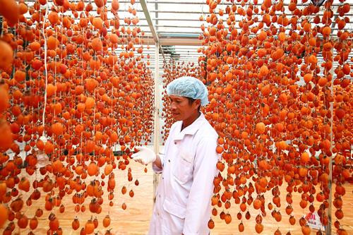 Khoảng cách giữa các dây treo hồng được cách nhau khoảng 25cm để bảo đảm tỷ lệ hồng treo không quá dầy khiến gió cũng như ánh nắng chiếu không vào được. Thung lũng Vàng, Khe Sanh, khu vực ngoại ô như Trại Mát, Cầu Đất, Đà Lạt tập trung đông với khoảng 300 cơ sở hồng treo gió. Đây còn được mệnh danh là thủ phủ của hồng với hàng trăm quả đồi bạt ngàn những vườn trồng hồng. Những cây hồng được trồng ở đây hầu hết là hồng giòn. Mùa hồng Đà Lạt bắt đầu từ giữa tháng 9 cho đến những mùa đông giá lạnh vào cuối tháng 11 đầu tháng 12. Vào thời điểm này thì các cây hồng đã trụi hẳn lá chỉ còn lại những quả hồng thắm đỏ trên cành cây. Trước đây, hồng giòn chỉ được người nông dân thu hoạch theo mùa vụ và bán cho các thương lái. Tuy nhiên từ năm 2012, những nông dân sản xuất hồng gió từ Nhật Bản và các chuyên gia nông nghiệp của Cơ quan hợp tác quốc tế Nhật Bản (JICA) tại Việt Nam đã đến Đà Lạt hướng dẫn cho hơn 100 hộ nông dân phương pháp chế biến hồng chỉ dùng nắng và gió tự nhiên. Hồng sau khi thu hoạch về, được người nông dân rửa sạch và phân loại. Những quả nào rụng cuống, bị dập trên đường vận chuyển sẽ được loại bỏ, sau đó tiếp tục được rửa nhiều lần bằng nước sạch. Gọt vỏ hồng cũng cần một kỹ thuật nhất định làm sao cho vỏ mỏng nhất và ko bị rụng cuống. Tiếp theo, hồng được vệ sinh sạch một lần nữa rồi đưa lên khay chuyển vào lò sấy khoảng hai đến ba giờ. Ông Trần Bình, chủ cơ sở hồng treo gió Hoàng Bình, cho biết: “Để làm ra những trái hồng sấy chuẩn vị chúng tôi phải bỏ ra 20 – 30 ngày, tùy thuộc vào thời tiết, nhiệt độ và độ ẩm. Chỉ cần thời tiết không ủng hộ, trời mà cứ mưa một tuần không có nắng thì coi như mất trắng cả vụ”. Hồng treo sau khi sấy qua, sẽ được treo lên bằng một sợi dây buộc vào cuống. Những quả hồng sẽ được treo cách nhau khoảng 25cm. Khoảng cách giữa các dây cũng được cách nhau khoảng 25cm để bảo đảm tỷ lệ hồng treo không quá dầy khiến gió cũng như ánh nắng chiếu không vào được. Sau khi một mẻ hồng được treo lên, người nông dân sẽ buộc một tờ lịch đánh dấu số ngày của mẻ hồng đó. Những quả hồng gió sau khoảng 15 ngày sẽ teo nhỏ lại. Ông Bình cũng chia sẻ thêm: “Làm hồng treo gió thu nhập có cao hơn thật nhưng kỳ công lắm. Phải bảo đảm các yếu tố vệ sinh, nhà lồng không để cho côn trùng bay vào. Người nông dân muốn vào nhà lồng đều phải qua một quá trình tẩy trùng trên người mới được vào thăm”. Để quả hồng ngon và ngọt hơn. Người nông dân còn phải “mát xa” nhẹ đề tay cho những quả hồng. Ông Bình cho biết: "Trong khi hồng sấy truyền thống có giá khoảng 200.000 - 250.000 đồng/kg thì hồng sấy treo theo công nghệ Nhật Bản được bán từ 400.000 - 420.000 đồng/kg nhưng không có đủ hàng để cung cấp cho thị trường do thời điểm gần Tết nhu cầu tiêu thụ lớn". Chính vì giá trị của hồng sấy theo công nghệ Nhật Bản tăng cao so với cách làm truyền thống nên ngày càng có nhiều cơ sở sản xuất ra đời. Đặc biệt, đã có hợp tác xã hồng sấy gió tại thôn Đất Làng (xã Xuân Thọ, TP Đà Lạt) được nhiều du khách biết đến và đánh giá cao về chất lượng. Cùng với việc phát triển ngành kinh tế nông nghiệp sạch, áp dụng công nghệ vào nông nghiệp, người nông dân thôn Đất Làng bắt đầu hướng tới phát triển theo hướng mô hình du lịch trải nghiệm tại các vườn hồng treo gió. Khoảng cách giữa các dây treo hồng được cách nhau khoảng 25cm để bảo đảm tỷ lệ hồng treo không quá dầy khiến gió cũng như ánh nắng chiếu không vào được. Thung lũng Vàng, Khe Sanh, khu vực ngoại ô như Trại Mát, Cầu Đất, Đà Lạt tập trung đông với khoảng 300 cơ sở hồng treo gió. Đây còn được mệnh danh là thủ phủ của hồng với hàng trăm quả đồi bạt ngàn những vườn trồng hồng. Những cây hồng được trồng ở đây hầu hết là hồng giòn. Mùa hồng Đà Lạt bắt đầu từ giữa tháng 9 cho đến những mùa đông giá lạnh vào cuối tháng 11 đầu tháng 12. Vào thời điểm này thì các cây hồng đã trụi hẳn lá chỉ còn lại những quả hồng thắm đỏ trên cành cây. Trước đây, hồng giòn chỉ được người nông dân thu hoạch theo mùa vụ và bán cho các thương lái. Tuy nhiên từ năm 2012, những nông dân sản xuất hồng gió từ Nhật Bản và các chuyên gia nông nghiệp của Cơ quan hợp tác quốc tế Nhật Bản (JICA) tại Việt Nam đã đến Đà Lạt hướng dẫn cho hơn 100 hộ nông dân phương pháp chế biến hồng chỉ dùng nắng và gió tự nhiên. Hồng sau khi thu hoạch về, được người nông dân rửa sạch và phân loại. Những quả nào rụng cuống, bị dập trên đường vận chuyển sẽ được loại bỏ, sau đó tiếp tục được rửa nhiều lần bằng nước sạch. Gọt vỏ hồng cũng cần một kỹ thuật nhất định làm sao cho vỏ mỏng nhất và ko bị rụng cuống. Tiếp theo, hồng được vệ sinh sạch một lần nữa rồi đưa lên khay chuyển vào lò sấy khoảng hai đến ba giờ. Ông Trần Bình, chủ cơ sở hồng treo gió Hoàng Bình, cho biết: “Để làm ra những trái hồng sấy chuẩn vị chúng tôi phải bỏ ra 20 – 30 ngày, tùy thuộc vào thời tiết, nhiệt độ và độ ẩm. Chỉ cần thời tiết không ủng hộ, trời mà cứ mưa một tuần không có nắng thì coi như mất trắng cả vụ”. Hồng treo sau khi sấy qua, sẽ được treo lên bằng một sợi dây buộc vào cuống. Những quả hồng sẽ được treo cách nhau khoảng 25cm. Khoảng cách giữa các dây cũng được cách nhau khoảng 25cm để bảo đảm tỷ lệ hồng treo không quá dầy khiến gió cũng như ánh nắng chiếu không vào được. Sau khi một mẻ hồng được treo lên, người nông dân sẽ buộc một tờ lịch đánh dấu số ngày của mẻ hồng đó. Những quả hồng gió sau khoảng 15 ngày sẽ teo nhỏ lại. Ông Bình cũng chia sẻ thêm: “Làm hồng treo gió thu nhập có cao hơn thật nhưng kỳ công lắm. Phải bảo đảm các yếu tố vệ sinh, nhà lồng không để cho côn trùng bay vào. Người nông dân muốn vào nhà lồng đều phải qua một quá trình tẩy trùng trên người mới được vào thăm”. Để quả hồng ngon và ngọt hơn. Người nông dân còn phải “mát xa” nhẹ đề tay cho những quả hồng. Ông Bình cho biết: "Trong khi hồng sấy truyền thống có giá khoảng 200.000 - 250.000 đồng/kg thì hồng sấy treo theo công nghệ Nhật Bản được bán từ 400.000 - 420.000 đồng/kg nhưng không có đủ hàng để cung cấp cho thị trường do thời điểm gần Tết nhu cầu tiêu thụ lớn". Chính vì giá trị của hồng sấy theo công nghệ Nhật Bản tăng cao so với cách làm truyền thống nên ngày càng có nhiều cơ sở sản xuất ra đời. Đặc biệt, đã có hợp tác xã hồng sấy gió tại thôn Đất Làng (xã Xuân Thọ, TP Đà Lạt) được nhiều du khách biết đến và đánh giá cao về chất lượng. Cùng với việc phát triển ngành kinh tế nông nghiệp sạch, áp dụng công nghệ vào nông nghiệp, người nông dân thôn Đất Làng bắt đầu hướng tới phát triển theo hướng mô hình du lịch trải nghiệm tại các vườn hồng treo gió.