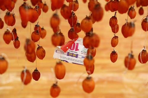 Khoảng cách giữa các dây treo hồng được cách nhau khoảng 25cm để bảo đảm tỷ lệ hồng treo không quá dầy khiến gió cũng như ánh nắng chiếu không vào được. Thung lũng Vàng, Khe Sanh, khu vực ngoại ô như Trại Mát, Cầu Đất, Đà Lạt tập trung đông với khoảng 300 cơ sở hồng treo gió. Đây còn được mệnh danh là thủ phủ của hồng với hàng trăm quả đồi bạt ngàn những vườn trồng hồng. Những cây hồng được trồng ở đây hầu hết là hồng giòn. Mùa hồng Đà Lạt bắt đầu từ giữa tháng 9 cho đến những mùa đông giá lạnh vào cuối tháng 11 đầu tháng 12. Vào thời điểm này thì các cây hồng đã trụi hẳn lá chỉ còn lại những quả hồng thắm đỏ trên cành cây. Trước đây, hồng giòn chỉ được người nông dân thu hoạch theo mùa vụ và bán cho các thương lái. Tuy nhiên từ năm 2012, những nông dân sản xuất hồng gió từ Nhật Bản và các chuyên gia nông nghiệp của Cơ quan hợp tác quốc tế Nhật Bản (JICA) tại Việt Nam đã đến Đà Lạt hướng dẫn cho hơn 100 hộ nông dân phương pháp chế biến hồng chỉ dùng nắng và gió tự nhiên. Hồng sau khi thu hoạch về, được người nông dân rửa sạch và phân loại. Những quả nào rụng cuống, bị dập trên đường vận chuyển sẽ được loại bỏ, sau đó tiếp tục được rửa nhiều lần bằng nước sạch. Gọt vỏ hồng cũng cần một kỹ thuật nhất định làm sao cho vỏ mỏng nhất và ko bị rụng cuống. Tiếp theo, hồng được vệ sinh sạch một lần nữa rồi đưa lên khay chuyển vào lò sấy khoảng hai đến ba giờ. Ông Trần Bình, chủ cơ sở hồng treo gió Hoàng Bình, cho biết: “Để làm ra những trái hồng sấy chuẩn vị chúng tôi phải bỏ ra 20 – 30 ngày, tùy thuộc vào thời tiết, nhiệt độ và độ ẩm. Chỉ cần thời tiết không ủng hộ, trời mà cứ mưa một tuần không có nắng thì coi như mất trắng cả vụ”. Hồng treo sau khi sấy qua, sẽ được treo lên bằng một sợi dây buộc vào cuống. Những quả hồng sẽ được treo cách nhau khoảng 25cm. Khoảng cách giữa các dây cũng được cách nhau khoảng 25cm để bảo đảm tỷ lệ hồng treo không quá dầy khiến gió cũng như ánh nắng chiếu không vào được. Sau khi một mẻ hồng được treo lên, người nông dân sẽ buộc một tờ lịch đánh dấu số ngày của mẻ hồng đó. Những quả hồng gió sau khoảng 15 ngày sẽ teo nhỏ lại. Ông Bình cũng chia sẻ thêm: “Làm hồng treo gió thu nhập có cao hơn thật nhưng kỳ công lắm. Phải bảo đảm các yếu tố vệ sinh, nhà lồng không để cho côn trùng bay vào. Người nông dân muốn vào nhà lồng đều phải qua một quá trình tẩy trùng trên người mới được vào thăm”. Để quả hồng ngon và ngọt hơn. Người nông dân còn phải “mát xa” nhẹ đề tay cho những quả hồng. Ông Bình cho biết: "Trong khi hồng sấy truyền thống có giá khoảng 200.000 - 250.000 đồng/kg thì hồng sấy treo theo công nghệ Nhật Bản được bán từ 400.000 - 420.000 đồng/kg nhưng không có đủ hàng để cung cấp cho thị trường do thời điểm gần Tết nhu cầu tiêu thụ lớn". Chính vì giá trị của hồng sấy theo công nghệ Nhật Bản tăng cao so với cách làm truyền thống nên ngày càng có nhiều cơ sở sản xuất ra đời. Đặc biệt, đã có hợp tác xã hồng sấy gió tại thôn Đất Làng (xã Xuân Thọ, TP Đà Lạt) được nhiều du khách biết đến và đánh giá cao về chất lượng. Cùng với việc phát triển ngành kinh tế nông nghiệp sạch, áp dụng công nghệ vào nông nghiệp, người nông dân thôn Đất Làng bắt đầu hướng tới phát triển theo hướng mô hình du lịch trải nghiệm tại các vườn hồng treo gió. Khoảng cách giữa các dây treo hồng được cách nhau khoảng 25cm để bảo đảm tỷ lệ hồng treo không quá dầy khiến gió cũng như ánh nắng chiếu không vào được. Thung lũng Vàng, Khe Sanh, khu vực ngoại ô như Trại Mát, Cầu Đất, Đà Lạt tập trung đông với khoảng 300 cơ sở hồng treo gió. Đây còn được mệnh danh là thủ phủ của hồng với hàng trăm quả đồi bạt ngàn những vườn trồng hồng. Những cây hồng được trồng ở đây hầu hết là hồng giòn. Mùa hồng Đà Lạt bắt đầu từ giữa tháng 9 cho đến những mùa đông giá lạnh vào cuối tháng 11 đầu tháng 12. Vào thời điểm này thì các cây hồng đã trụi hẳn lá chỉ còn lại những quả hồng thắm đỏ trên cành cây. Trước đây, hồng giòn chỉ được người nông dân thu hoạch theo mùa vụ và bán cho các thương lái. Tuy nhiên từ năm 2012, những nông dân sản xuất hồng gió từ Nhật Bản và các chuyên gia nông nghiệp của Cơ quan hợp tác quốc tế Nhật Bản (JICA) tại Việt Nam đã đến Đà Lạt hướng dẫn cho hơn 100 hộ nông dân phương pháp chế biến hồng chỉ dùng nắng và gió tự nhiên. Hồng sau khi thu hoạch về, được người nông dân rửa sạch và phân loại. Những quả nào rụng cuống, bị dập trên đường vận chuyển sẽ được loại bỏ, sau đó tiếp tục được rửa nhiều lần bằng nước sạch. Gọt vỏ hồng cũng cần một kỹ thuật nhất định làm sao cho vỏ mỏng nhất và ko bị rụng cuống. Tiếp theo, hồng được vệ sinh sạch một lần nữa rồi đưa lên khay chuyển vào lò sấy khoảng hai đến ba giờ. Ông Trần Bình, chủ cơ sở hồng treo gió Hoàng Bình, cho biết: “Để làm ra những trái hồng sấy chuẩn vị chúng tôi phải bỏ ra 20 – 30 ngày, tùy thuộc vào thời tiết, nhiệt độ và độ ẩm. Chỉ cần thời tiết không ủng hộ, trời mà cứ mưa một tuần không có nắng thì coi như mất trắng cả vụ”. Hồng treo sau khi sấy qua, sẽ được treo lên bằng một sợi dây buộc vào cuống. Những quả hồng sẽ được treo cách nhau khoảng 25cm. Khoảng cách giữa các dây cũng được cách nhau khoảng 25cm để bảo đảm tỷ lệ hồng treo không quá dầy khiến gió cũng như ánh nắng chiếu không vào được. Sau khi một mẻ hồng được treo lên, người nông dân sẽ buộc một tờ lịch đánh dấu số ngày của mẻ hồng đó. Những quả hồng gió sau khoảng 15 ngày sẽ teo nhỏ lại. Ông Bình cũng chia sẻ thêm: “Làm hồng treo gió thu nhập có cao hơn thật nhưng kỳ công lắm. Phải bảo đảm các yếu tố vệ sinh, nhà lồng không để cho côn trùng bay vào. Người nông dân muốn vào nhà lồng đều phải qua một quá trình tẩy trùng trên người mới được vào thăm”. Để quả hồng ngon và ngọt hơn. Người nông dân còn phải “mát xa” nhẹ đề tay cho những quả hồng. Ông Bình cho biết: "Trong khi hồng sấy truyền thống có giá khoảng 200.000 - 250.000 đồng/kg thì hồng sấy treo theo công nghệ Nhật Bản được bán từ 400.000 - 420.000 đồng/kg nhưng không có đủ hàng để cung cấp cho thị trường do thời điểm gần Tết nhu cầu tiêu thụ lớn". Chính vì giá trị của hồng sấy theo công nghệ Nhật Bản tăng cao so với cách làm truyền thống nên ngày càng có nhiều cơ sở sản xuất ra đời. Đặc biệt, đã có hợp tác xã hồng sấy gió tại thôn Đất Làng (xã Xuân Thọ, TP Đà Lạt) được nhiều du khách biết đến và đánh giá cao về chất lượng. Cùng với việc phát triển ngành kinh tế nông nghiệp sạch, áp dụng công nghệ vào nông nghiệp, người nông dân thôn Đất Làng bắt đầu hướng tới phát triển theo hướng mô hình du lịch trải nghiệm tại các vườn hồng treo gió.