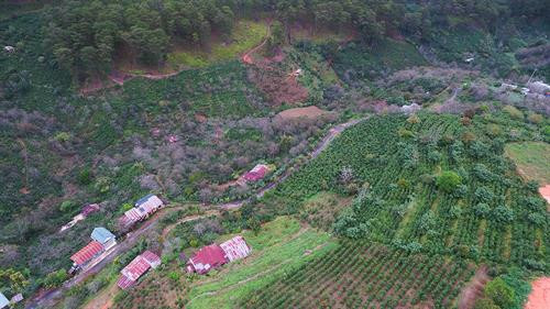 Khoảng cách giữa các dây treo hồng được cách nhau khoảng 25cm để bảo đảm tỷ lệ hồng treo không quá dầy khiến gió cũng như ánh nắng chiếu không vào được. Thung lũng Vàng, Khe Sanh, khu vực ngoại ô như Trại Mát, Cầu Đất, Đà Lạt tập trung đông với khoảng 300 cơ sở hồng treo gió. Đây còn được mệnh danh là thủ phủ của hồng với hàng trăm quả đồi bạt ngàn những vườn trồng hồng. Những cây hồng được trồng ở đây hầu hết là hồng giòn. Mùa hồng Đà Lạt bắt đầu từ giữa tháng 9 cho đến những mùa đông giá lạnh vào cuối tháng 11 đầu tháng 12. Vào thời điểm này thì các cây hồng đã trụi hẳn lá chỉ còn lại những quả hồng thắm đỏ trên cành cây. Trước đây, hồng giòn chỉ được người nông dân thu hoạch theo mùa vụ và bán cho các thương lái. Tuy nhiên từ năm 2012, những nông dân sản xuất hồng gió từ Nhật Bản và các chuyên gia nông nghiệp của Cơ quan hợp tác quốc tế Nhật Bản (JICA) tại Việt Nam đã đến Đà Lạt hướng dẫn cho hơn 100 hộ nông dân phương pháp chế biến hồng chỉ dùng nắng và gió tự nhiên. Hồng sau khi thu hoạch về, được người nông dân rửa sạch và phân loại. Những quả nào rụng cuống, bị dập trên đường vận chuyển sẽ được loại bỏ, sau đó tiếp tục được rửa nhiều lần bằng nước sạch. Gọt vỏ hồng cũng cần một kỹ thuật nhất định làm sao cho vỏ mỏng nhất và ko bị rụng cuống. Tiếp theo, hồng được vệ sinh sạch một lần nữa rồi đưa lên khay chuyển vào lò sấy khoảng hai đến ba giờ. Ông Trần Bình, chủ cơ sở hồng treo gió Hoàng Bình, cho biết: “Để làm ra những trái hồng sấy chuẩn vị chúng tôi phải bỏ ra 20 – 30 ngày, tùy thuộc vào thời tiết, nhiệt độ và độ ẩm. Chỉ cần thời tiết không ủng hộ, trời mà cứ mưa một tuần không có nắng thì coi như mất trắng cả vụ”. Hồng treo sau khi sấy qua, sẽ được treo lên bằng một sợi dây buộc vào cuống. Những quả hồng sẽ được treo cách nhau khoảng 25cm. Khoảng cách giữa các dây cũng được cách nhau khoảng 25cm để bảo đảm tỷ lệ hồng treo không quá dầy khiến gió cũng như ánh nắng chiếu không vào được. Sau khi một mẻ hồng được treo lên, người nông dân sẽ buộc một tờ lịch đánh dấu số ngày của mẻ hồng đó. Những quả hồng gió sau khoảng 15 ngày sẽ teo nhỏ lại. Ông Bình cũng chia sẻ thêm: “Làm hồng treo gió thu nhập có cao hơn thật nhưng kỳ công lắm. Phải bảo đảm các yếu tố vệ sinh, nhà lồng không để cho côn trùng bay vào. Người nông dân muốn vào nhà lồng đều phải qua một quá trình tẩy trùng trên người mới được vào thăm”. Để quả hồng ngon và ngọt hơn. Người nông dân còn phải “mát xa” nhẹ đề tay cho những quả hồng. Ông Bình cho biết: "Trong khi hồng sấy truyền thống có giá khoảng 200.000 - 250.000 đồng/kg thì hồng sấy treo theo công nghệ Nhật Bản được bán từ 400.000 - 420.000 đồng/kg nhưng không có đủ hàng để cung cấp cho thị trường do thời điểm gần Tết nhu cầu tiêu thụ lớn". Chính vì giá trị của hồng sấy theo công nghệ Nhật Bản tăng cao so với cách làm truyền thống nên ngày càng có nhiều cơ sở sản xuất ra đời. Đặc biệt, đã có hợp tác xã hồng sấy gió tại thôn Đất Làng (xã Xuân Thọ, TP Đà Lạt) được nhiều du khách biết đến và đánh giá cao về chất lượng. Cùng với việc phát triển ngành kinh tế nông nghiệp sạch, áp dụng công nghệ vào nông nghiệp, người nông dân thôn Đất Làng bắt đầu hướng tới phát triển theo hướng mô hình du lịch trải nghiệm tại các vườn hồng treo gió. Khoảng cách giữa các dây treo hồng được cách nhau khoảng 25cm để bảo đảm tỷ lệ hồng treo không quá dầy khiến gió cũng như ánh nắng chiếu không vào được. Thung lũng Vàng, Khe Sanh, khu vực ngoại ô như Trại Mát, Cầu Đất, Đà Lạt tập trung đông với khoảng 300 cơ sở hồng treo gió. Đây còn được mệnh danh là thủ phủ của hồng với hàng trăm quả đồi bạt ngàn những vườn trồng hồng. Những cây hồng được trồng ở đây hầu hết là hồng giòn. Mùa hồng Đà Lạt bắt đầu từ giữa tháng 9 cho đến những mùa đông giá lạnh vào cuối tháng 11 đầu tháng 12. Vào thời điểm này thì các cây hồng đã trụi hẳn lá chỉ còn lại những quả hồng thắm đỏ trên cành cây. Trước đây, hồng giòn chỉ được người nông dân thu hoạch theo mùa vụ và bán cho các thương lái. Tuy nhiên từ năm 2012, những nông dân sản xuất hồng gió từ Nhật Bản và các chuyên gia nông nghiệp của Cơ quan hợp tác quốc tế Nhật Bản (JICA) tại Việt Nam đã đến Đà Lạt hướng dẫn cho hơn 100 hộ nông dân phương pháp chế biến hồng chỉ dùng nắng và gió tự nhiên. Hồng sau khi thu hoạch về, được người nông dân rửa sạch và phân loại. Những quả nào rụng cuống, bị dập trên đường vận chuyển sẽ được loại bỏ, sau đó tiếp tục được rửa nhiều lần bằng nước sạch. Gọt vỏ hồng cũng cần một kỹ thuật nhất định làm sao cho vỏ mỏng nhất và ko bị rụng cuống. Tiếp theo, hồng được vệ sinh sạch một lần nữa rồi đưa lên khay chuyển vào lò sấy khoảng hai đến ba giờ. Ông Trần Bình, chủ cơ sở hồng treo gió Hoàng Bình, cho biết: “Để làm ra những trái hồng sấy chuẩn vị chúng tôi phải bỏ ra 20 – 30 ngày, tùy thuộc vào thời tiết, nhiệt độ và độ ẩm. Chỉ cần thời tiết không ủng hộ, trời mà cứ mưa một tuần không có nắng thì coi như mất trắng cả vụ”. Hồng treo sau khi sấy qua, sẽ được treo lên bằng một sợi dây buộc vào cuống. Những quả hồng sẽ được treo cách nhau khoảng 25cm. Khoảng cách giữa các dây cũng được cách nhau khoảng 25cm để bảo đảm tỷ lệ hồng treo không quá dầy khiến gió cũng như ánh nắng chiếu không vào được. Sau khi một mẻ hồng được treo lên, người nông dân sẽ buộc một tờ lịch đánh dấu số ngày của mẻ hồng đó. Những quả hồng gió sau khoảng 15 ngày sẽ teo nhỏ lại. Ông Bình cũng chia sẻ thêm: “Làm hồng treo gió thu nhập có cao hơn thật nhưng kỳ công lắm. Phải bảo đảm các yếu tố vệ sinh, nhà lồng không để cho côn trùng bay vào. Người nông dân muốn vào nhà lồng đều phải qua một quá trình tẩy trùng trên người mới được vào thăm”. Để quả hồng ngon và ngọt hơn. Người nông dân còn phải “mát xa” nhẹ đề tay cho những quả hồng. Ông Bình cho biết: "Trong khi hồng sấy truyền thống có giá khoảng 200.000 - 250.000 đồng/kg thì hồng sấy treo theo công nghệ Nhật Bản được bán từ 400.000 - 420.000 đồng/kg nhưng không có đủ hàng để cung cấp cho thị trường do thời điểm gần Tết nhu cầu tiêu thụ lớn". Chính vì giá trị của hồng sấy theo công nghệ Nhật Bản tăng cao so với cách làm truyền thống nên ngày càng có nhiều cơ sở sản xuất ra đời. Đặc biệt, đã có hợp tác xã hồng sấy gió tại thôn Đất Làng (xã Xuân Thọ, TP Đà Lạt) được nhiều du khách biết đến và đánh giá cao về chất lượng. Cùng với việc phát triển ngành kinh tế nông nghiệp sạch, áp dụng công nghệ vào nông nghiệp, người nông dân thôn Đất Làng bắt đầu hướng tới phát triển theo hướng mô hình du lịch trải nghiệm tại các vườn hồng treo gió.