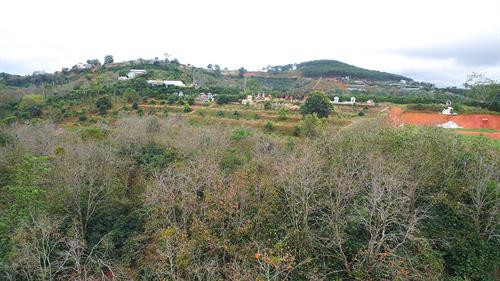 Khoảng cách giữa các dây treo hồng được cách nhau khoảng 25cm để bảo đảm tỷ lệ hồng treo không quá dầy khiến gió cũng như ánh nắng chiếu không vào được. Thung lũng Vàng, Khe Sanh, khu vực ngoại ô như Trại Mát, Cầu Đất, Đà Lạt tập trung đông với khoảng 300 cơ sở hồng treo gió. Đây còn được mệnh danh là thủ phủ của hồng với hàng trăm quả đồi bạt ngàn những vườn trồng hồng. Những cây hồng được trồng ở đây hầu hết là hồng giòn. Mùa hồng Đà Lạt bắt đầu từ giữa tháng 9 cho đến những mùa đông giá lạnh vào cuối tháng 11 đầu tháng 12. Vào thời điểm này thì các cây hồng đã trụi hẳn lá chỉ còn lại những quả hồng thắm đỏ trên cành cây. Trước đây, hồng giòn chỉ được người nông dân thu hoạch theo mùa vụ và bán cho các thương lái. Tuy nhiên từ năm 2012, những nông dân sản xuất hồng gió từ Nhật Bản và các chuyên gia nông nghiệp của Cơ quan hợp tác quốc tế Nhật Bản (JICA) tại Việt Nam đã đến Đà Lạt hướng dẫn cho hơn 100 hộ nông dân phương pháp chế biến hồng chỉ dùng nắng và gió tự nhiên. Hồng sau khi thu hoạch về, được người nông dân rửa sạch và phân loại. Những quả nào rụng cuống, bị dập trên đường vận chuyển sẽ được loại bỏ, sau đó tiếp tục được rửa nhiều lần bằng nước sạch. Gọt vỏ hồng cũng cần một kỹ thuật nhất định làm sao cho vỏ mỏng nhất và ko bị rụng cuống. Tiếp theo, hồng được vệ sinh sạch một lần nữa rồi đưa lên khay chuyển vào lò sấy khoảng hai đến ba giờ. Ông Trần Bình, chủ cơ sở hồng treo gió Hoàng Bình, cho biết: “Để làm ra những trái hồng sấy chuẩn vị chúng tôi phải bỏ ra 20 – 30 ngày, tùy thuộc vào thời tiết, nhiệt độ và độ ẩm. Chỉ cần thời tiết không ủng hộ, trời mà cứ mưa một tuần không có nắng thì coi như mất trắng cả vụ”. Hồng treo sau khi sấy qua, sẽ được treo lên bằng một sợi dây buộc vào cuống. Những quả hồng sẽ được treo cách nhau khoảng 25cm. Khoảng cách giữa các dây cũng được cách nhau khoảng 25cm để bảo đảm tỷ lệ hồng treo không quá dầy khiến gió cũng như ánh nắng chiếu không vào được. Sau khi một mẻ hồng được treo lên, người nông dân sẽ buộc một tờ lịch đánh dấu số ngày của mẻ hồng đó. Những quả hồng gió sau khoảng 15 ngày sẽ teo nhỏ lại. Ông Bình cũng chia sẻ thêm: “Làm hồng treo gió thu nhập có cao hơn thật nhưng kỳ công lắm. Phải bảo đảm các yếu tố vệ sinh, nhà lồng không để cho côn trùng bay vào. Người nông dân muốn vào nhà lồng đều phải qua một quá trình tẩy trùng trên người mới được vào thăm”. Để quả hồng ngon và ngọt hơn. Người nông dân còn phải “mát xa” nhẹ đề tay cho những quả hồng. Ông Bình cho biết: "Trong khi hồng sấy truyền thống có giá khoảng 200.000 - 250.000 đồng/kg thì hồng sấy treo theo công nghệ Nhật Bản được bán từ 400.000 - 420.000 đồng/kg nhưng không có đủ hàng để cung cấp cho thị trường do thời điểm gần Tết nhu cầu tiêu thụ lớn". Chính vì giá trị của hồng sấy theo công nghệ Nhật Bản tăng cao so với cách làm truyền thống nên ngày càng có nhiều cơ sở sản xuất ra đời. Đặc biệt, đã có hợp tác xã hồng sấy gió tại thôn Đất Làng (xã Xuân Thọ, TP Đà Lạt) được nhiều du khách biết đến và đánh giá cao về chất lượng. Cùng với việc phát triển ngành kinh tế nông nghiệp sạch, áp dụng công nghệ vào nông nghiệp, người nông dân thôn Đất Làng bắt đầu hướng tới phát triển theo hướng mô hình du lịch trải nghiệm tại các vườn hồng treo gió. Khoảng cách giữa các dây treo hồng được cách nhau khoảng 25cm để bảo đảm tỷ lệ hồng treo không quá dầy khiến gió cũng như ánh nắng chiếu không vào được. Thung lũng Vàng, Khe Sanh, khu vực ngoại ô như Trại Mát, Cầu Đất, Đà Lạt tập trung đông với khoảng 300 cơ sở hồng treo gió. Đây còn được mệnh danh là thủ phủ của hồng với hàng trăm quả đồi bạt ngàn những vườn trồng hồng. Những cây hồng được trồng ở đây hầu hết là hồng giòn. Mùa hồng Đà Lạt bắt đầu từ giữa tháng 9 cho đến những mùa đông giá lạnh vào cuối tháng 11 đầu tháng 12. Vào thời điểm này thì các cây hồng đã trụi hẳn lá chỉ còn lại những quả hồng thắm đỏ trên cành cây. Trước đây, hồng giòn chỉ được người nông dân thu hoạch theo mùa vụ và bán cho các thương lái. Tuy nhiên từ năm 2012, những nông dân sản xuất hồng gió từ Nhật Bản và các chuyên gia nông nghiệp của Cơ quan hợp tác quốc tế Nhật Bản (JICA) tại Việt Nam đã đến Đà Lạt hướng dẫn cho hơn 100 hộ nông dân phương pháp chế biến hồng chỉ dùng nắng và gió tự nhiên. Hồng sau khi thu hoạch về, được người nông dân rửa sạch và phân loại. Những quả nào rụng cuống, bị dập trên đường vận chuyển sẽ được loại bỏ, sau đó tiếp tục được rửa nhiều lần bằng nước sạch. Gọt vỏ hồng cũng cần một kỹ thuật nhất định làm sao cho vỏ mỏng nhất và ko bị rụng cuống. Tiếp theo, hồng được vệ sinh sạch một lần nữa rồi đưa lên khay chuyển vào lò sấy khoảng hai đến ba giờ. Ông Trần Bình, chủ cơ sở hồng treo gió Hoàng Bình, cho biết: “Để làm ra những trái hồng sấy chuẩn vị chúng tôi phải bỏ ra 20 – 30 ngày, tùy thuộc vào thời tiết, nhiệt độ và độ ẩm. Chỉ cần thời tiết không ủng hộ, trời mà cứ mưa một tuần không có nắng thì coi như mất trắng cả vụ”. Hồng treo sau khi sấy qua, sẽ được treo lên bằng một sợi dây buộc vào cuống. Những quả hồng sẽ được treo cách nhau khoảng 25cm. Khoảng cách giữa các dây cũng được cách nhau khoảng 25cm để bảo đảm tỷ lệ hồng treo không quá dầy khiến gió cũng như ánh nắng chiếu không vào được. Sau khi một mẻ hồng được treo lên, người nông dân sẽ buộc một tờ lịch đánh dấu số ngày của mẻ hồng đó. Những quả hồng gió sau khoảng 15 ngày sẽ teo nhỏ lại. Ông Bình cũng chia sẻ thêm: “Làm hồng treo gió thu nhập có cao hơn thật nhưng kỳ công lắm. Phải bảo đảm các yếu tố vệ sinh, nhà lồng không để cho côn trùng bay vào. Người nông dân muốn vào nhà lồng đều phải qua một quá trình tẩy trùng trên người mới được vào thăm”. Để quả hồng ngon và ngọt hơn. Người nông dân còn phải “mát xa” nhẹ đề tay cho những quả hồng. Ông Bình cho biết: "Trong khi hồng sấy truyền thống có giá khoảng 200.000 - 250.000 đồng/kg thì hồng sấy treo theo công nghệ Nhật Bản được bán từ 400.000 - 420.000 đồng/kg nhưng không có đủ hàng để cung cấp cho thị trường do thời điểm gần Tết nhu cầu tiêu thụ lớn". Chính vì giá trị của hồng sấy theo công nghệ Nhật Bản tăng cao so với cách làm truyền thống nên ngày càng có nhiều cơ sở sản xuất ra đời. Đặc biệt, đã có hợp tác xã hồng sấy gió tại thôn Đất Làng (xã Xuân Thọ, TP Đà Lạt) được nhiều du khách biết đến và đánh giá cao về chất lượng. Cùng với việc phát triển ngành kinh tế nông nghiệp sạch, áp dụng công nghệ vào nông nghiệp, người nông dân thôn Đất Làng bắt đầu hướng tới phát triển theo hướng mô hình du lịch trải nghiệm tại các vườn hồng treo gió.