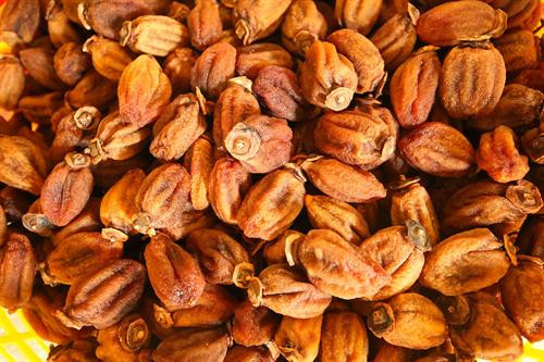 Khoảng cách giữa các dây treo hồng được cách nhau khoảng 25cm để bảo đảm tỷ lệ hồng treo không quá dầy khiến gió cũng như ánh nắng chiếu không vào được. Thung lũng Vàng, Khe Sanh, khu vực ngoại ô như Trại Mát, Cầu Đất, Đà Lạt tập trung đông với khoảng 300 cơ sở hồng treo gió. Đây còn được mệnh danh là thủ phủ của hồng với hàng trăm quả đồi bạt ngàn những vườn trồng hồng. Những cây hồng được trồng ở đây hầu hết là hồng giòn. Mùa hồng Đà Lạt bắt đầu từ giữa tháng 9 cho đến những mùa đông giá lạnh vào cuối tháng 11 đầu tháng 12. Vào thời điểm này thì các cây hồng đã trụi hẳn lá chỉ còn lại những quả hồng thắm đỏ trên cành cây. Trước đây, hồng giòn chỉ được người nông dân thu hoạch theo mùa vụ và bán cho các thương lái. Tuy nhiên từ năm 2012, những nông dân sản xuất hồng gió từ Nhật Bản và các chuyên gia nông nghiệp của Cơ quan hợp tác quốc tế Nhật Bản (JICA) tại Việt Nam đã đến Đà Lạt hướng dẫn cho hơn 100 hộ nông dân phương pháp chế biến hồng chỉ dùng nắng và gió tự nhiên. Hồng sau khi thu hoạch về, được người nông dân rửa sạch và phân loại. Những quả nào rụng cuống, bị dập trên đường vận chuyển sẽ được loại bỏ, sau đó tiếp tục được rửa nhiều lần bằng nước sạch. Gọt vỏ hồng cũng cần một kỹ thuật nhất định làm sao cho vỏ mỏng nhất và ko bị rụng cuống. Tiếp theo, hồng được vệ sinh sạch một lần nữa rồi đưa lên khay chuyển vào lò sấy khoảng hai đến ba giờ. Ông Trần Bình, chủ cơ sở hồng treo gió Hoàng Bình, cho biết: “Để làm ra những trái hồng sấy chuẩn vị chúng tôi phải bỏ ra 20 – 30 ngày, tùy thuộc vào thời tiết, nhiệt độ và độ ẩm. Chỉ cần thời tiết không ủng hộ, trời mà cứ mưa một tuần không có nắng thì coi như mất trắng cả vụ”. Hồng treo sau khi sấy qua, sẽ được treo lên bằng một sợi dây buộc vào cuống. Những quả hồng sẽ được treo cách nhau khoảng 25cm. Khoảng cách giữa các dây cũng được cách nhau khoảng 25cm để bảo đảm tỷ lệ hồng treo không quá dầy khiến gió cũng như ánh nắng chiếu không vào được. Sau khi một mẻ hồng được treo lên, người nông dân sẽ buộc một tờ lịch đánh dấu số ngày của mẻ hồng đó. Những quả hồng gió sau khoảng 15 ngày sẽ teo nhỏ lại. Ông Bình cũng chia sẻ thêm: “Làm hồng treo gió thu nhập có cao hơn thật nhưng kỳ công lắm. Phải bảo đảm các yếu tố vệ sinh, nhà lồng không để cho côn trùng bay vào. Người nông dân muốn vào nhà lồng đều phải qua một quá trình tẩy trùng trên người mới được vào thăm”. Để quả hồng ngon và ngọt hơn. Người nông dân còn phải “mát xa” nhẹ đề tay cho những quả hồng. Ông Bình cho biết: "Trong khi hồng sấy truyền thống có giá khoảng 200.000 - 250.000 đồng/kg thì hồng sấy treo theo công nghệ Nhật Bản được bán từ 400.000 - 420.000 đồng/kg nhưng không có đủ hàng để cung cấp cho thị trường do thời điểm gần Tết nhu cầu tiêu thụ lớn". Chính vì giá trị của hồng sấy theo công nghệ Nhật Bản tăng cao so với cách làm truyền thống nên ngày càng có nhiều cơ sở sản xuất ra đời. Đặc biệt, đã có hợp tác xã hồng sấy gió tại thôn Đất Làng (xã Xuân Thọ, TP Đà Lạt) được nhiều du khách biết đến và đánh giá cao về chất lượng. Cùng với việc phát triển ngành kinh tế nông nghiệp sạch, áp dụng công nghệ vào nông nghiệp, người nông dân thôn Đất Làng bắt đầu hướng tới phát triển theo hướng mô hình du lịch trải nghiệm tại các vườn hồng treo gió. Khoảng cách giữa các dây treo hồng được cách nhau khoảng 25cm để bảo đảm tỷ lệ hồng treo không quá dầy khiến gió cũng như ánh nắng chiếu không vào được. Thung lũng Vàng, Khe Sanh, khu vực ngoại ô như Trại Mát, Cầu Đất, Đà Lạt tập trung đông với khoảng 300 cơ sở hồng treo gió. Đây còn được mệnh danh là thủ phủ của hồng với hàng trăm quả đồi bạt ngàn những vườn trồng hồng. Những cây hồng được trồng ở đây hầu hết là hồng giòn. Mùa hồng Đà Lạt bắt đầu từ giữa tháng 9 cho đến những mùa đông giá lạnh vào cuối tháng 11 đầu tháng 12. Vào thời điểm này thì các cây hồng đã trụi hẳn lá chỉ còn lại những quả hồng thắm đỏ trên cành cây. Trước đây, hồng giòn chỉ được người nông dân thu hoạch theo mùa vụ và bán cho các thương lái. Tuy nhiên từ năm 2012, những nông dân sản xuất hồng gió từ Nhật Bản và các chuyên gia nông nghiệp của Cơ quan hợp tác quốc tế Nhật Bản (JICA) tại Việt Nam đã đến Đà Lạt hướng dẫn cho hơn 100 hộ nông dân phương pháp chế biến hồng chỉ dùng nắng và gió tự nhiên. Hồng sau khi thu hoạch về, được người nông dân rửa sạch và phân loại. Những quả nào rụng cuống, bị dập trên đường vận chuyển sẽ được loại bỏ, sau đó tiếp tục được rửa nhiều lần bằng nước sạch. Gọt vỏ hồng cũng cần một kỹ thuật nhất định làm sao cho vỏ mỏng nhất và ko bị rụng cuống. Tiếp theo, hồng được vệ sinh sạch một lần nữa rồi đưa lên khay chuyển vào lò sấy khoảng hai đến ba giờ. Ông Trần Bình, chủ cơ sở hồng treo gió Hoàng Bình, cho biết: “Để làm ra những trái hồng sấy chuẩn vị chúng tôi phải bỏ ra 20 – 30 ngày, tùy thuộc vào thời tiết, nhiệt độ và độ ẩm. Chỉ cần thời tiết không ủng hộ, trời mà cứ mưa một tuần không có nắng thì coi như mất trắng cả vụ”. Hồng treo sau khi sấy qua, sẽ được treo lên bằng một sợi dây buộc vào cuống. Những quả hồng sẽ được treo cách nhau khoảng 25cm. Khoảng cách giữa các dây cũng được cách nhau khoảng 25cm để bảo đảm tỷ lệ hồng treo không quá dầy khiến gió cũng như ánh nắng chiếu không vào được. Sau khi một mẻ hồng được treo lên, người nông dân sẽ buộc một tờ lịch đánh dấu số ngày của mẻ hồng đó. Những quả hồng gió sau khoảng 15 ngày sẽ teo nhỏ lại. Ông Bình cũng chia sẻ thêm: “Làm hồng treo gió thu nhập có cao hơn thật nhưng kỳ công lắm. Phải bảo đảm các yếu tố vệ sinh, nhà lồng không để cho côn trùng bay vào. Người nông dân muốn vào nhà lồng đều phải qua một quá trình tẩy trùng trên người mới được vào thăm”. Để quả hồng ngon và ngọt hơn. Người nông dân còn phải “mát xa” nhẹ đề tay cho những quả hồng. Ông Bình cho biết: "Trong khi hồng sấy truyền thống có giá khoảng 200.000 - 250.000 đồng/kg thì hồng sấy treo theo công nghệ Nhật Bản được bán từ 400.000 - 420.000 đồng/kg nhưng không có đủ hàng để cung cấp cho thị trường do thời điểm gần Tết nhu cầu tiêu thụ lớn". Chính vì giá trị của hồng sấy theo công nghệ Nhật Bản tăng cao so với cách làm truyền thống nên ngày càng có nhiều cơ sở sản xuất ra đời. Đặc biệt, đã có hợp tác xã hồng sấy gió tại thôn Đất Làng (xã Xuân Thọ, TP Đà Lạt) được nhiều du khách biết đến và đánh giá cao về chất lượng. Cùng với việc phát triển ngành kinh tế nông nghiệp sạch, áp dụng công nghệ vào nông nghiệp, người nông dân thôn Đất Làng bắt đầu hướng tới phát triển theo hướng mô hình du lịch trải nghiệm tại các vườn hồng treo gió.