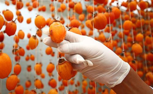 Khoảng cách giữa các dây treo hồng được cách nhau khoảng 25cm để bảo đảm tỷ lệ hồng treo không quá dầy khiến gió cũng như ánh nắng chiếu không vào được. Thung lũng Vàng, Khe Sanh, khu vực ngoại ô như Trại Mát, Cầu Đất, Đà Lạt tập trung đông với khoảng 300 cơ sở hồng treo gió. Đây còn được mệnh danh là thủ phủ của hồng với hàng trăm quả đồi bạt ngàn những vườn trồng hồng. Những cây hồng được trồng ở đây hầu hết là hồng giòn. Mùa hồng Đà Lạt bắt đầu từ giữa tháng 9 cho đến những mùa đông giá lạnh vào cuối tháng 11 đầu tháng 12. Vào thời điểm này thì các cây hồng đã trụi hẳn lá chỉ còn lại những quả hồng thắm đỏ trên cành cây. Trước đây, hồng giòn chỉ được người nông dân thu hoạch theo mùa vụ và bán cho các thương lái. Tuy nhiên từ năm 2012, những nông dân sản xuất hồng gió từ Nhật Bản và các chuyên gia nông nghiệp của Cơ quan hợp tác quốc tế Nhật Bản (JICA) tại Việt Nam đã đến Đà Lạt hướng dẫn cho hơn 100 hộ nông dân phương pháp chế biến hồng chỉ dùng nắng và gió tự nhiên. Hồng sau khi thu hoạch về, được người nông dân rửa sạch và phân loại. Những quả nào rụng cuống, bị dập trên đường vận chuyển sẽ được loại bỏ, sau đó tiếp tục được rửa nhiều lần bằng nước sạch. Gọt vỏ hồng cũng cần một kỹ thuật nhất định làm sao cho vỏ mỏng nhất và ko bị rụng cuống. Tiếp theo, hồng được vệ sinh sạch một lần nữa rồi đưa lên khay chuyển vào lò sấy khoảng hai đến ba giờ. Ông Trần Bình, chủ cơ sở hồng treo gió Hoàng Bình, cho biết: “Để làm ra những trái hồng sấy chuẩn vị chúng tôi phải bỏ ra 20 – 30 ngày, tùy thuộc vào thời tiết, nhiệt độ và độ ẩm. Chỉ cần thời tiết không ủng hộ, trời mà cứ mưa một tuần không có nắng thì coi như mất trắng cả vụ”. Hồng treo sau khi sấy qua, sẽ được treo lên bằng một sợi dây buộc vào cuống. Những quả hồng sẽ được treo cách nhau khoảng 25cm. Khoảng cách giữa các dây cũng được cách nhau khoảng 25cm để bảo đảm tỷ lệ hồng treo không quá dầy khiến gió cũng như ánh nắng chiếu không vào được. Sau khi một mẻ hồng được treo lên, người nông dân sẽ buộc một tờ lịch đánh dấu số ngày của mẻ hồng đó. Những quả hồng gió sau khoảng 15 ngày sẽ teo nhỏ lại. Ông Bình cũng chia sẻ thêm: “Làm hồng treo gió thu nhập có cao hơn thật nhưng kỳ công lắm. Phải bảo đảm các yếu tố vệ sinh, nhà lồng không để cho côn trùng bay vào. Người nông dân muốn vào nhà lồng đều phải qua một quá trình tẩy trùng trên người mới được vào thăm”. Để quả hồng ngon và ngọt hơn. Người nông dân còn phải “mát xa” nhẹ đề tay cho những quả hồng. Ông Bình cho biết: "Trong khi hồng sấy truyền thống có giá khoảng 200.000 - 250.000 đồng/kg thì hồng sấy treo theo công nghệ Nhật Bản được bán từ 400.000 - 420.000 đồng/kg nhưng không có đủ hàng để cung cấp cho thị trường do thời điểm gần Tết nhu cầu tiêu thụ lớn". Chính vì giá trị của hồng sấy theo công nghệ Nhật Bản tăng cao so với cách làm truyền thống nên ngày càng có nhiều cơ sở sản xuất ra đời. Đặc biệt, đã có hợp tác xã hồng sấy gió tại thôn Đất Làng (xã Xuân Thọ, TP Đà Lạt) được nhiều du khách biết đến và đánh giá cao về chất lượng. Cùng với việc phát triển ngành kinh tế nông nghiệp sạch, áp dụng công nghệ vào nông nghiệp, người nông dân thôn Đất Làng bắt đầu hướng tới phát triển theo hướng mô hình du lịch trải nghiệm tại các vườn hồng treo gió. Khoảng cách giữa các dây treo hồng được cách nhau khoảng 25cm để bảo đảm tỷ lệ hồng treo không quá dầy khiến gió cũng như ánh nắng chiếu không vào được. Thung lũng Vàng, Khe Sanh, khu vực ngoại ô như Trại Mát, Cầu Đất, Đà Lạt tập trung đông với khoảng 300 cơ sở hồng treo gió. Đây còn được mệnh danh là thủ phủ của hồng với hàng trăm quả đồi bạt ngàn những vườn trồng hồng. Những cây hồng được trồng ở đây hầu hết là hồng giòn. Mùa hồng Đà Lạt bắt đầu từ giữa tháng 9 cho đến những mùa đông giá lạnh vào cuối tháng 11 đầu tháng 12. Vào thời điểm này thì các cây hồng đã trụi hẳn lá chỉ còn lại những quả hồng thắm đỏ trên cành cây. Trước đây, hồng giòn chỉ được người nông dân thu hoạch theo mùa vụ và bán cho các thương lái. Tuy nhiên từ năm 2012, những nông dân sản xuất hồng gió từ Nhật Bản và các chuyên gia nông nghiệp của Cơ quan hợp tác quốc tế Nhật Bản (JICA) tại Việt Nam đã đến Đà Lạt hướng dẫn cho hơn 100 hộ nông dân phương pháp chế biến hồng chỉ dùng nắng và gió tự nhiên. Hồng sau khi thu hoạch về, được người nông dân rửa sạch và phân loại. Những quả nào rụng cuống, bị dập trên đường vận chuyển sẽ được loại bỏ, sau đó tiếp tục được rửa nhiều lần bằng nước sạch. Gọt vỏ hồng cũng cần một kỹ thuật nhất định làm sao cho vỏ mỏng nhất và ko bị rụng cuống. Tiếp theo, hồng được vệ sinh sạch một lần nữa rồi đưa lên khay chuyển vào lò sấy khoảng hai đến ba giờ. Ông Trần Bình, chủ cơ sở hồng treo gió Hoàng Bình, cho biết: “Để làm ra những trái hồng sấy chuẩn vị chúng tôi phải bỏ ra 20 – 30 ngày, tùy thuộc vào thời tiết, nhiệt độ và độ ẩm. Chỉ cần thời tiết không ủng hộ, trời mà cứ mưa một tuần không có nắng thì coi như mất trắng cả vụ”. Hồng treo sau khi sấy qua, sẽ được treo lên bằng một sợi dây buộc vào cuống. Những quả hồng sẽ được treo cách nhau khoảng 25cm. Khoảng cách giữa các dây cũng được cách nhau khoảng 25cm để bảo đảm tỷ lệ hồng treo không quá dầy khiến gió cũng như ánh nắng chiếu không vào được. Sau khi một mẻ hồng được treo lên, người nông dân sẽ buộc một tờ lịch đánh dấu số ngày của mẻ hồng đó. Những quả hồng gió sau khoảng 15 ngày sẽ teo nhỏ lại. Ông Bình cũng chia sẻ thêm: “Làm hồng treo gió thu nhập có cao hơn thật nhưng kỳ công lắm. Phải bảo đảm các yếu tố vệ sinh, nhà lồng không để cho côn trùng bay vào. Người nông dân muốn vào nhà lồng đều phải qua một quá trình tẩy trùng trên người mới được vào thăm”. Để quả hồng ngon và ngọt hơn. Người nông dân còn phải “mát xa” nhẹ đề tay cho những quả hồng. Ông Bình cho biết: "Trong khi hồng sấy truyền thống có giá khoảng 200.000 - 250.000 đồng/kg thì hồng sấy treo theo công nghệ Nhật Bản được bán từ 400.000 - 420.000 đồng/kg nhưng không có đủ hàng để cung cấp cho thị trường do thời điểm gần Tết nhu cầu tiêu thụ lớn". Chính vì giá trị của hồng sấy theo công nghệ Nhật Bản tăng cao so với cách làm truyền thống nên ngày càng có nhiều cơ sở sản xuất ra đời. Đặc biệt, đã có hợp tác xã hồng sấy gió tại thôn Đất Làng (xã Xuân Thọ, TP Đà Lạt) được nhiều du khách biết đến và đánh giá cao về chất lượng. Cùng với việc phát triển ngành kinh tế nông nghiệp sạch, áp dụng công nghệ vào nông nghiệp, người nông dân thôn Đất Làng bắt đầu hướng tới phát triển theo hướng mô hình du lịch trải nghiệm tại các vườn hồng treo gió.