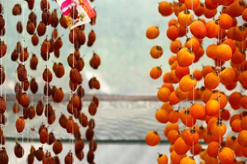 Khoảng cách giữa các dây treo hồng được cách nhau khoảng 25cm để bảo đảm tỷ lệ hồng treo không quá dầy khiến gió cũng như ánh nắng chiếu không vào được. Thung lũng Vàng, Khe Sanh, khu vực ngoại ô như Trại Mát, Cầu Đất, Đà Lạt tập trung đông với khoảng 300 cơ sở hồng treo gió. Đây còn được mệnh danh là thủ phủ của hồng với hàng trăm quả đồi bạt ngàn những vườn trồng hồng. Những cây hồng được trồng ở đây hầu hết là hồng giòn. Mùa hồng Đà Lạt bắt đầu từ giữa tháng 9 cho đến những mùa đông giá lạnh vào cuối tháng 11 đầu tháng 12. Vào thời điểm này thì các cây hồng đã trụi hẳn lá chỉ còn lại những quả hồng thắm đỏ trên cành cây. Trước đây, hồng giòn chỉ được người nông dân thu hoạch theo mùa vụ và bán cho các thương lái. Tuy nhiên từ năm 2012, những nông dân sản xuất hồng gió từ Nhật Bản và các chuyên gia nông nghiệp của Cơ quan hợp tác quốc tế Nhật Bản (JICA) tại Việt Nam đã đến Đà Lạt hướng dẫn cho hơn 100 hộ nông dân phương pháp chế biến hồng chỉ dùng nắng và gió tự nhiên. Hồng sau khi thu hoạch về, được người nông dân rửa sạch và phân loại. Những quả nào rụng cuống, bị dập trên đường vận chuyển sẽ được loại bỏ, sau đó tiếp tục được rửa nhiều lần bằng nước sạch. Gọt vỏ hồng cũng cần một kỹ thuật nhất định làm sao cho vỏ mỏng nhất và ko bị rụng cuống. Tiếp theo, hồng được vệ sinh sạch một lần nữa rồi đưa lên khay chuyển vào lò sấy khoảng hai đến ba giờ. Ông Trần Bình, chủ cơ sở hồng treo gió Hoàng Bình, cho biết: “Để làm ra những trái hồng sấy chuẩn vị chúng tôi phải bỏ ra 20 – 30 ngày, tùy thuộc vào thời tiết, nhiệt độ và độ ẩm. Chỉ cần thời tiết không ủng hộ, trời mà cứ mưa một tuần không có nắng thì coi như mất trắng cả vụ”. Hồng treo sau khi sấy qua, sẽ được treo lên bằng một sợi dây buộc vào cuống. Những quả hồng sẽ được treo cách nhau khoảng 25cm. Khoảng cách giữa các dây cũng được cách nhau khoảng 25cm để bảo đảm tỷ lệ hồng treo không quá dầy khiến gió cũng như ánh nắng chiếu không vào được. Sau khi một mẻ hồng được treo lên, người nông dân sẽ buộc một tờ lịch đánh dấu số ngày của mẻ hồng đó. Những quả hồng gió sau khoảng 15 ngày sẽ teo nhỏ lại. Ông Bình cũng chia sẻ thêm: “Làm hồng treo gió thu nhập có cao hơn thật nhưng kỳ công lắm. Phải bảo đảm các yếu tố vệ sinh, nhà lồng không để cho côn trùng bay vào. Người nông dân muốn vào nhà lồng đều phải qua một quá trình tẩy trùng trên người mới được vào thăm”. Để quả hồng ngon và ngọt hơn. Người nông dân còn phải “mát xa” nhẹ đề tay cho những quả hồng. Ông Bình cho biết: "Trong khi hồng sấy truyền thống có giá khoảng 200.000 - 250.000 đồng/kg thì hồng sấy treo theo công nghệ Nhật Bản được bán từ 400.000 - 420.000 đồng/kg nhưng không có đủ hàng để cung cấp cho thị trường do thời điểm gần Tết nhu cầu tiêu thụ lớn". Chính vì giá trị của hồng sấy theo công nghệ Nhật Bản tăng cao so với cách làm truyền thống nên ngày càng có nhiều cơ sở sản xuất ra đời. Đặc biệt, đã có hợp tác xã hồng sấy gió tại thôn Đất Làng (xã Xuân Thọ, TP Đà Lạt) được nhiều du khách biết đến và đánh giá cao về chất lượng. Cùng với việc phát triển ngành kinh tế nông nghiệp sạch, áp dụng công nghệ vào nông nghiệp, người nông dân thôn Đất Làng bắt đầu hướng tới phát triển theo hướng mô hình du lịch trải nghiệm tại các vườn hồng treo gió. Khoảng cách giữa các dây treo hồng được cách nhau khoảng 25cm để bảo đảm tỷ lệ hồng treo không quá dầy khiến gió cũng như ánh nắng chiếu không vào được. Thung lũng Vàng, Khe Sanh, khu vực ngoại ô như Trại Mát, Cầu Đất, Đà Lạt tập trung đông với khoảng 300 cơ sở hồng treo gió. Đây còn được mệnh danh là thủ phủ của hồng với hàng trăm quả đồi bạt ngàn những vườn trồng hồng. Những cây hồng được trồng ở đây hầu hết là hồng giòn. Mùa hồng Đà Lạt bắt đầu từ giữa tháng 9 cho đến những mùa đông giá lạnh vào cuối tháng 11 đầu tháng 12. Vào thời điểm này thì các cây hồng đã trụi hẳn lá chỉ còn lại những quả hồng thắm đỏ trên cành cây. Trước đây, hồng giòn chỉ được người nông dân thu hoạch theo mùa vụ và bán cho các thương lái. Tuy nhiên từ năm 2012, những nông dân sản xuất hồng gió từ Nhật Bản và các chuyên gia nông nghiệp của Cơ quan hợp tác quốc tế Nhật Bản (JICA) tại Việt Nam đã đến Đà Lạt hướng dẫn cho hơn 100 hộ nông dân phương pháp chế biến hồng chỉ dùng nắng và gió tự nhiên. Hồng sau khi thu hoạch về, được người nông dân rửa sạch và phân loại. Những quả nào rụng cuống, bị dập trên đường vận chuyển sẽ được loại bỏ, sau đó tiếp tục được rửa nhiều lần bằng nước sạch. Gọt vỏ hồng cũng cần một kỹ thuật nhất định làm sao cho vỏ mỏng nhất và ko bị rụng cuống. Tiếp theo, hồng được vệ sinh sạch một lần nữa rồi đưa lên khay chuyển vào lò sấy khoảng hai đến ba giờ. Ông Trần Bình, chủ cơ sở hồng treo gió Hoàng Bình, cho biết: “Để làm ra những trái hồng sấy chuẩn vị chúng tôi phải bỏ ra 20 – 30 ngày, tùy thuộc vào thời tiết, nhiệt độ và độ ẩm. Chỉ cần thời tiết không ủng hộ, trời mà cứ mưa một tuần không có nắng thì coi như mất trắng cả vụ”. Hồng treo sau khi sấy qua, sẽ được treo lên bằng một sợi dây buộc vào cuống. Những quả hồng sẽ được treo cách nhau khoảng 25cm. Khoảng cách giữa các dây cũng được cách nhau khoảng 25cm để bảo đảm tỷ lệ hồng treo không quá dầy khiến gió cũng như ánh nắng chiếu không vào được. Sau khi một mẻ hồng được treo lên, người nông dân sẽ buộc một tờ lịch đánh dấu số ngày của mẻ hồng đó. Những quả hồng gió sau khoảng 15 ngày sẽ teo nhỏ lại. Ông Bình cũng chia sẻ thêm: “Làm hồng treo gió thu nhập có cao hơn thật nhưng kỳ công lắm. Phải bảo đảm các yếu tố vệ sinh, nhà lồng không để cho côn trùng bay vào. Người nông dân muốn vào nhà lồng đều phải qua một quá trình tẩy trùng trên người mới được vào thăm”. Để quả hồng ngon và ngọt hơn. Người nông dân còn phải “mát xa” nhẹ đề tay cho những quả hồng. Ông Bình cho biết: "Trong khi hồng sấy truyền thống có giá khoảng 200.000 - 250.000 đồng/kg thì hồng sấy treo theo công nghệ Nhật Bản được bán từ 400.000 - 420.000 đồng/kg nhưng không có đủ hàng để cung cấp cho thị trường do thời điểm gần Tết nhu cầu tiêu thụ lớn". Chính vì giá trị của hồng sấy theo công nghệ Nhật Bản tăng cao so với cách làm truyền thống nên ngày càng có nhiều cơ sở sản xuất ra đời. Đặc biệt, đã có hợp tác xã hồng sấy gió tại thôn Đất Làng (xã Xuân Thọ, TP Đà Lạt) được nhiều du khách biết đến và đánh giá cao về chất lượng. Cùng với việc phát triển ngành kinh tế nông nghiệp sạch, áp dụng công nghệ vào nông nghiệp, người nông dân thôn Đất Làng bắt đầu hướng tới phát triển theo hướng mô hình du lịch trải nghiệm tại các vườn hồng treo gió.