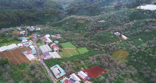 Khoảng cách giữa các dây treo hồng được cách nhau khoảng 25cm để bảo đảm tỷ lệ hồng treo không quá dầy khiến gió cũng như ánh nắng chiếu không vào được. Thung lũng Vàng, Khe Sanh, khu vực ngoại ô như Trại Mát, Cầu Đất, Đà Lạt tập trung đông với khoảng 300 cơ sở hồng treo gió. Đây còn được mệnh danh là thủ phủ của hồng với hàng trăm quả đồi bạt ngàn những vườn trồng hồng. Những cây hồng được trồng ở đây hầu hết là hồng giòn. Mùa hồng Đà Lạt bắt đầu từ giữa tháng 9 cho đến những mùa đông giá lạnh vào cuối tháng 11 đầu tháng 12. Vào thời điểm này thì các cây hồng đã trụi hẳn lá chỉ còn lại những quả hồng thắm đỏ trên cành cây. Trước đây, hồng giòn chỉ được người nông dân thu hoạch theo mùa vụ và bán cho các thương lái. Tuy nhiên từ năm 2012, những nông dân sản xuất hồng gió từ Nhật Bản và các chuyên gia nông nghiệp của Cơ quan hợp tác quốc tế Nhật Bản (JICA) tại Việt Nam đã đến Đà Lạt hướng dẫn cho hơn 100 hộ nông dân phương pháp chế biến hồng chỉ dùng nắng và gió tự nhiên. Hồng sau khi thu hoạch về, được người nông dân rửa sạch và phân loại. Những quả nào rụng cuống, bị dập trên đường vận chuyển sẽ được loại bỏ, sau đó tiếp tục được rửa nhiều lần bằng nước sạch. Gọt vỏ hồng cũng cần một kỹ thuật nhất định làm sao cho vỏ mỏng nhất và ko bị rụng cuống. Tiếp theo, hồng được vệ sinh sạch một lần nữa rồi đưa lên khay chuyển vào lò sấy khoảng hai đến ba giờ. Ông Trần Bình, chủ cơ sở hồng treo gió Hoàng Bình, cho biết: “Để làm ra những trái hồng sấy chuẩn vị chúng tôi phải bỏ ra 20 – 30 ngày, tùy thuộc vào thời tiết, nhiệt độ và độ ẩm. Chỉ cần thời tiết không ủng hộ, trời mà cứ mưa một tuần không có nắng thì coi như mất trắng cả vụ”. Hồng treo sau khi sấy qua, sẽ được treo lên bằng một sợi dây buộc vào cuống. Những quả hồng sẽ được treo cách nhau khoảng 25cm. Khoảng cách giữa các dây cũng được cách nhau khoảng 25cm để bảo đảm tỷ lệ hồng treo không quá dầy khiến gió cũng như ánh nắng chiếu không vào được. Sau khi một mẻ hồng được treo lên, người nông dân sẽ buộc một tờ lịch đánh dấu số ngày của mẻ hồng đó. Những quả hồng gió sau khoảng 15 ngày sẽ teo nhỏ lại. Ông Bình cũng chia sẻ thêm: “Làm hồng treo gió thu nhập có cao hơn thật nhưng kỳ công lắm. Phải bảo đảm các yếu tố vệ sinh, nhà lồng không để cho côn trùng bay vào. Người nông dân muốn vào nhà lồng đều phải qua một quá trình tẩy trùng trên người mới được vào thăm”. Để quả hồng ngon và ngọt hơn. Người nông dân còn phải “mát xa” nhẹ đề tay cho những quả hồng. Ông Bình cho biết: "Trong khi hồng sấy truyền thống có giá khoảng 200.000 - 250.000 đồng/kg thì hồng sấy treo theo công nghệ Nhật Bản được bán từ 400.000 - 420.000 đồng/kg nhưng không có đủ hàng để cung cấp cho thị trường do thời điểm gần Tết nhu cầu tiêu thụ lớn". Chính vì giá trị của hồng sấy theo công nghệ Nhật Bản tăng cao so với cách làm truyền thống nên ngày càng có nhiều cơ sở sản xuất ra đời. Đặc biệt, đã có hợp tác xã hồng sấy gió tại thôn Đất Làng (xã Xuân Thọ, TP Đà Lạt) được nhiều du khách biết đến và đánh giá cao về chất lượng. Cùng với việc phát triển ngành kinh tế nông nghiệp sạch, áp dụng công nghệ vào nông nghiệp, người nông dân thôn Đất Làng bắt đầu hướng tới phát triển theo hướng mô hình du lịch trải nghiệm tại các vườn hồng treo gió. Khoảng cách giữa các dây treo hồng được cách nhau khoảng 25cm để bảo đảm tỷ lệ hồng treo không quá dầy khiến gió cũng như ánh nắng chiếu không vào được. Thung lũng Vàng, Khe Sanh, khu vực ngoại ô như Trại Mát, Cầu Đất, Đà Lạt tập trung đông với khoảng 300 cơ sở hồng treo gió. Đây còn được mệnh danh là thủ phủ của hồng với hàng trăm quả đồi bạt ngàn những vườn trồng hồng. Những cây hồng được trồng ở đây hầu hết là hồng giòn. Mùa hồng Đà Lạt bắt đầu từ giữa tháng 9 cho đến những mùa đông giá lạnh vào cuối tháng 11 đầu tháng 12. Vào thời điểm này thì các cây hồng đã trụi hẳn lá chỉ còn lại những quả hồng thắm đỏ trên cành cây. Trước đây, hồng giòn chỉ được người nông dân thu hoạch theo mùa vụ và bán cho các thương lái. Tuy nhiên từ năm 2012, những nông dân sản xuất hồng gió từ Nhật Bản và các chuyên gia nông nghiệp của Cơ quan hợp tác quốc tế Nhật Bản (JICA) tại Việt Nam đã đến Đà Lạt hướng dẫn cho hơn 100 hộ nông dân phương pháp chế biến hồng chỉ dùng nắng và gió tự nhiên. Hồng sau khi thu hoạch về, được người nông dân rửa sạch và phân loại. Những quả nào rụng cuống, bị dập trên đường vận chuyển sẽ được loại bỏ, sau đó tiếp tục được rửa nhiều lần bằng nước sạch. Gọt vỏ hồng cũng cần một kỹ thuật nhất định làm sao cho vỏ mỏng nhất và ko bị rụng cuống. Tiếp theo, hồng được vệ sinh sạch một lần nữa rồi đưa lên khay chuyển vào lò sấy khoảng hai đến ba giờ. Ông Trần Bình, chủ cơ sở hồng treo gió Hoàng Bình, cho biết: “Để làm ra những trái hồng sấy chuẩn vị chúng tôi phải bỏ ra 20 – 30 ngày, tùy thuộc vào thời tiết, nhiệt độ và độ ẩm. Chỉ cần thời tiết không ủng hộ, trời mà cứ mưa một tuần không có nắng thì coi như mất trắng cả vụ”. Hồng treo sau khi sấy qua, sẽ được treo lên bằng một sợi dây buộc vào cuống. Những quả hồng sẽ được treo cách nhau khoảng 25cm. Khoảng cách giữa các dây cũng được cách nhau khoảng 25cm để bảo đảm tỷ lệ hồng treo không quá dầy khiến gió cũng như ánh nắng chiếu không vào được. Sau khi một mẻ hồng được treo lên, người nông dân sẽ buộc một tờ lịch đánh dấu số ngày của mẻ hồng đó. Những quả hồng gió sau khoảng 15 ngày sẽ teo nhỏ lại. Ông Bình cũng chia sẻ thêm: “Làm hồng treo gió thu nhập có cao hơn thật nhưng kỳ công lắm. Phải bảo đảm các yếu tố vệ sinh, nhà lồng không để cho côn trùng bay vào. Người nông dân muốn vào nhà lồng đều phải qua một quá trình tẩy trùng trên người mới được vào thăm”. Để quả hồng ngon và ngọt hơn. Người nông dân còn phải “mát xa” nhẹ đề tay cho những quả hồng. Ông Bình cho biết: "Trong khi hồng sấy truyền thống có giá khoảng 200.000 - 250.000 đồng/kg thì hồng sấy treo theo công nghệ Nhật Bản được bán từ 400.000 - 420.000 đồng/kg nhưng không có đủ hàng để cung cấp cho thị trường do thời điểm gần Tết nhu cầu tiêu thụ lớn". Chính vì giá trị của hồng sấy theo công nghệ Nhật Bản tăng cao so với cách làm truyền thống nên ngày càng có nhiều cơ sở sản xuất ra đời. Đặc biệt, đã có hợp tác xã hồng sấy gió tại thôn Đất Làng (xã Xuân Thọ, TP Đà Lạt) được nhiều du khách biết đến và đánh giá cao về chất lượng. Cùng với việc phát triển ngành kinh tế nông nghiệp sạch, áp dụng công nghệ vào nông nghiệp, người nông dân thôn Đất Làng bắt đầu hướng tới phát triển theo hướng mô hình du lịch trải nghiệm tại các vườn hồng treo gió.