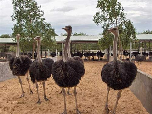 Chuẩn bị chuồng nuôi có đường chạy. Ảnh: wikiohana.net Chuẩn bị chuồng nuôi có đường chạy. Ảnh: wikiohana.net