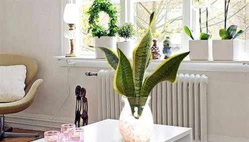 Cây lưỡi hổ không chỉ làm cảnh còn có tác dụng thanh lọc không khí. Ảnh: vietq.vn