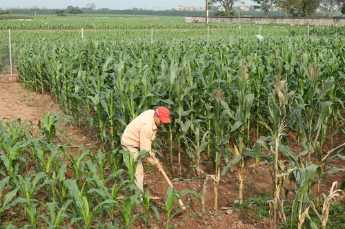 Huyện Gia Lâm đã tập trung triển khai Đề án phát triển vùng sản xuất nông nghiệp hàng hóa theo hướng chuyên canh giai đoạn 2016 - 2020. Phó Bí thư Thường trực Thành ủy Hà Nội Ngô Thị Thanh Hằng thăm mô hình chăn nuôi Trang trại Xanh tại xã Lệ Chi, huyện Gia Lâm. Phó Bí thư Thường trực Thành ủy Hà Nội Ngô Thị Thanh Hằng thăm bếp ăn của Trường mầm non xã Lệ Chi, huyện Gia Lâm.