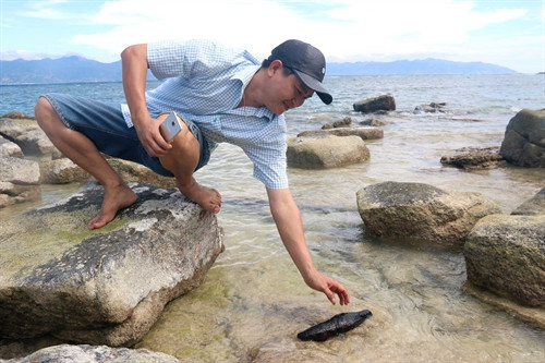 Nhiều loài sinh vật biển quý hiếm dễ dàng bắt gặp ven biển Hòn Cau. Ảnh: Nguyễn Thanh - TTXVN Nhiều loài sinh vật biển quý hiếm dễ dàng bắt gặp ven biển Hòn Cau. Ảnh: Nguyễn Thanh - TTXVN