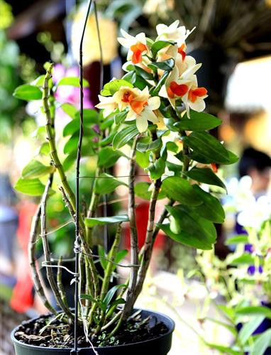 Một cây lan rực rỡ khoe sắc trong không gian trưng bày “Phong lan và cây cảnh ba miền” – Đại Nội Huế. Ảnh: Hoàng Hùng -TTXVN