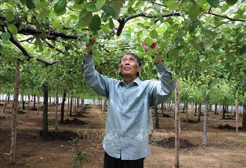 Ông Đỗ Thành Thanh (thị trấn Phước Dân, huyện Ninh Phước) kiểm tra táo trồng trong vườn đã bao lưới. Ảnh: Nguyễn Thành – TTXVN Ông Đỗ Thành Thanh (thị trấn Phước Dân, huyện Ninh Phước) kiểm tra táo trồng trong vườn đã bao lưới. Ảnh: Nguyễn Thành – TTXVN