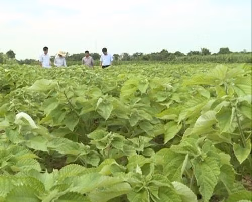 Ngoài việc dùng vỏ cây gai xanh để làm nguyên liệu trong ngành may mặc, lá gai xanh còn được tận dụng để làm bánh gai và làm thức ăn gia súc... Ảnh: viramie.vn