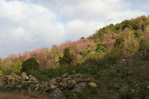 Hoa Mai Anh Đào “khoe sắc” thắm hồng rực rỡ trên các sườn đồi, bản làng dọc theo Quốc lộ 27C, đoạn qua xã Đa Nhim hay trên đỉnh núi Langbiang, huyện Lạc Dương và dọc tuyến đường thuộc phường 11, thành phố Đà Lạt (Lâm Đồng). Ảnh: Đặng Tuấn Khu vườn hoa hồng của Trang trại Bio Fesch là nơi quy tụ nhiều giống hoa nhập ngoại nhất ở Đà Lạt, với trên diện tích hơn 1.000 mét vuông với 500 giống hoa hồng, trong đó giống chủ đạo là David Austin (xuất xứ từ nước Anh). Ảnh: Đặng Tuấn Hoa Mai Anh Đào “khoe sắc” thắm hồng rực rỡ trên các sườn đồi, bản làng dọc theo Quốc lộ 27C, đoạn qua xã Đa Nhim hay trên đỉnh núi Langbiang, huyện Lạc Dương và dọc tuyến đường thuộc phường 11, thành phố Đà Lạt (Lâm Đồng). Ảnh: Đặng Tuấn Khu vườn hoa hồng của Trang trại Bio Fesch là nơi quy tụ nhiều giống hoa nhập ngoại nhất ở Đà Lạt, với trên diện tích hơn 1.000 mét vuông với 500 giống hoa hồng, trong đó giống chủ đạo là David Austin (xuất xứ từ nước Anh). Ảnh: Đặng Tuấn