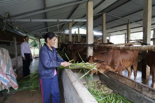 Hà Nội - Lâm Đồng hợp tác phát triển nông nghiệp gắn với sản xuất, tiêu thụ nông sản an toàn ảnh 4 Hà Nội - Lâm Đồng hợp tác phát triển nông nghiệp gắn với sản xuất, tiêu thụ nông sản an toàn ảnh 4