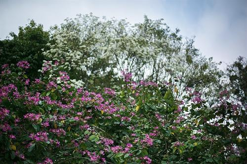 Hoa ban tím nở rộ xen lẫn màu trắng tinh khôi của hoa sưa trên đường Điện Biên Phủ. Ảnh: Trọng Đạt - TTXVN