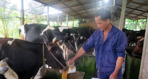 Tăng thức ăn đạm từ cám gạo cho đàn bò sữa