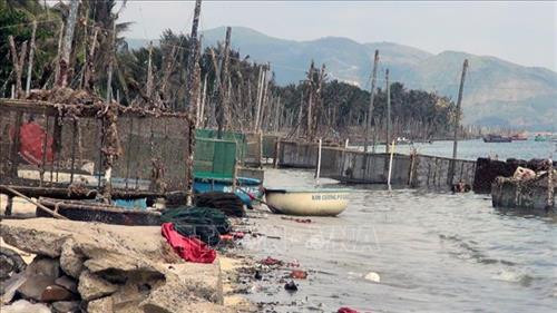 Vịnh Xuân Đài được quy hoạch 20.000 lồng nuôi nhưng con số thực tế vượt gấp 4 lần với 86.000 lồng nuôi. Ảnh: Xuân Triệu - TTXVN Vịnh Xuân Đài được quy hoạch 20.000 lồng nuôi nhưng con số thực tế vượt gấp 4 lần với 86.000 lồng nuôi. Ảnh: Xuân Triệu - TTXVN