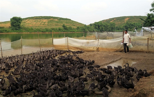 Ông Nguyễn Văn Lập cho đàn vịt ăn.
