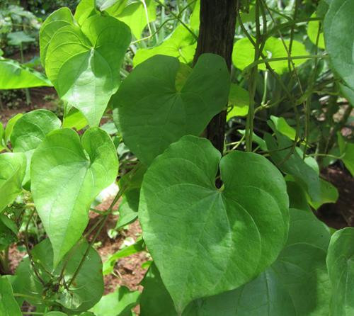 Cây khoai từ. Ảnh: khoahocphattrien.vn