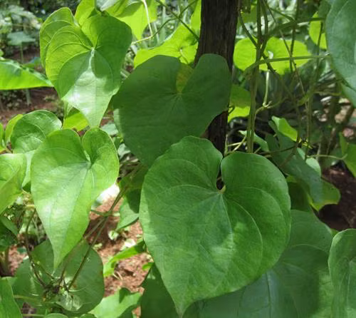 Cây khoai từ. Ảnh: khoahocphattrien.vn Cây khoai từ. Ảnh: khoahocphattrien.vn