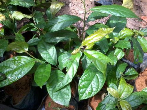 Xạ đen nổi tiếng nhờ tác dụng hỗ trợ điều trị ung thư