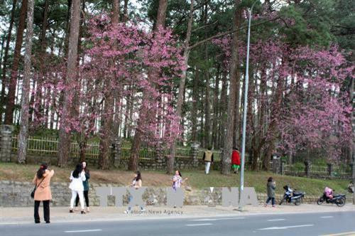 Du khách hào hứng với hoa anh đào bên đường Trần Hưng Đạo (Thành phố Đà Lạt). Ảnh : Chu Quốc Hùng - TTXVN Du khách hào hứng với hoa anh đào bên đường Trần Hưng Đạo (Thành phố Đà Lạt). Ảnh : Chu Quốc Hùng - TTXVN