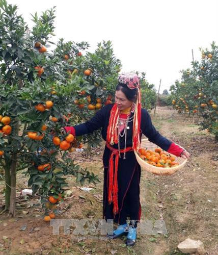 Bà Trương Thị Hậu (sinh năm 1960), thôn Văn Non, xã Lục Sơn (Lục Nam), người dân tộc Dao là gương làm kinh tế giỏi. Bà đã vay vốn, tham gia các lớp tập huấn giao kỹ thuật về trồng trọt, chăn nuôi. Hiện gia đình bà có 10 ha keo, bạch đàn, nuôi đàn lợn nái, lợn thịt, gà lên hàng trăm con mỗi lứa cho thu nhập bình quân khoảng 500 triệu đồng/năm. Bà Hậu đã được Ủy ban Dân tộc tuyên dương tại Lễ tuyên dương người có uy tín, nhân sĩ trí thức và doanh nhân tiêu biểu dân tộc thiểu số toàn quốc năm 2017. Trong ảnh: Bà Trương Thị Hậu hái cam. Ảnh: Đồng Thúy - TTXVN. Bà Trương Thị Hậu (sinh năm 1960), thôn Văn Non, xã Lục Sơn (Lục Nam), người dân tộc Dao là gương làm kinh tế giỏi. Bà đã vay vốn, tham gia các lớp tập huấn giao kỹ thuật về trồng trọt, chăn nuôi. Hiện gia đình bà có 10 ha keo, bạch đàn, nuôi đàn lợn nái, lợn thịt, gà lên hàng trăm con mỗi lứa cho thu nhập bình quân khoảng 500 triệu đồng/năm. Bà Hậu đã được Ủy ban Dân tộc tuyên dương tại Lễ tuyên dương người có uy tín, nhân sĩ trí thức và doanh nhân tiêu biểu dân tộc thiểu số toàn quốc năm 2017. Trong ảnh: Bà Trương Thị Hậu hái cam. Ảnh: Đồng Thúy - TTXVN.