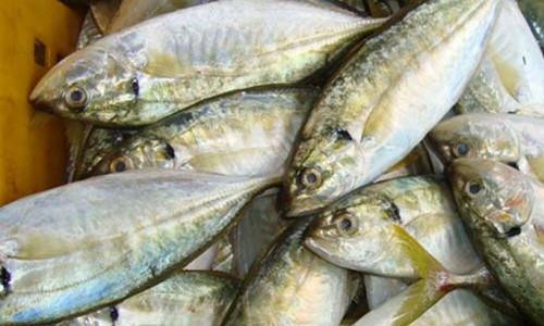 Khám phá về loài cá ngân có nhiều ở vịnh Bắc Bộ ảnh 2