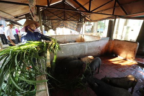 Kiểm tra xây dựng nông thôn mới, thăm các mô hình sản xuất nông nghiệp công nghệ cao tại huyện Thạch Thất ảnh 13